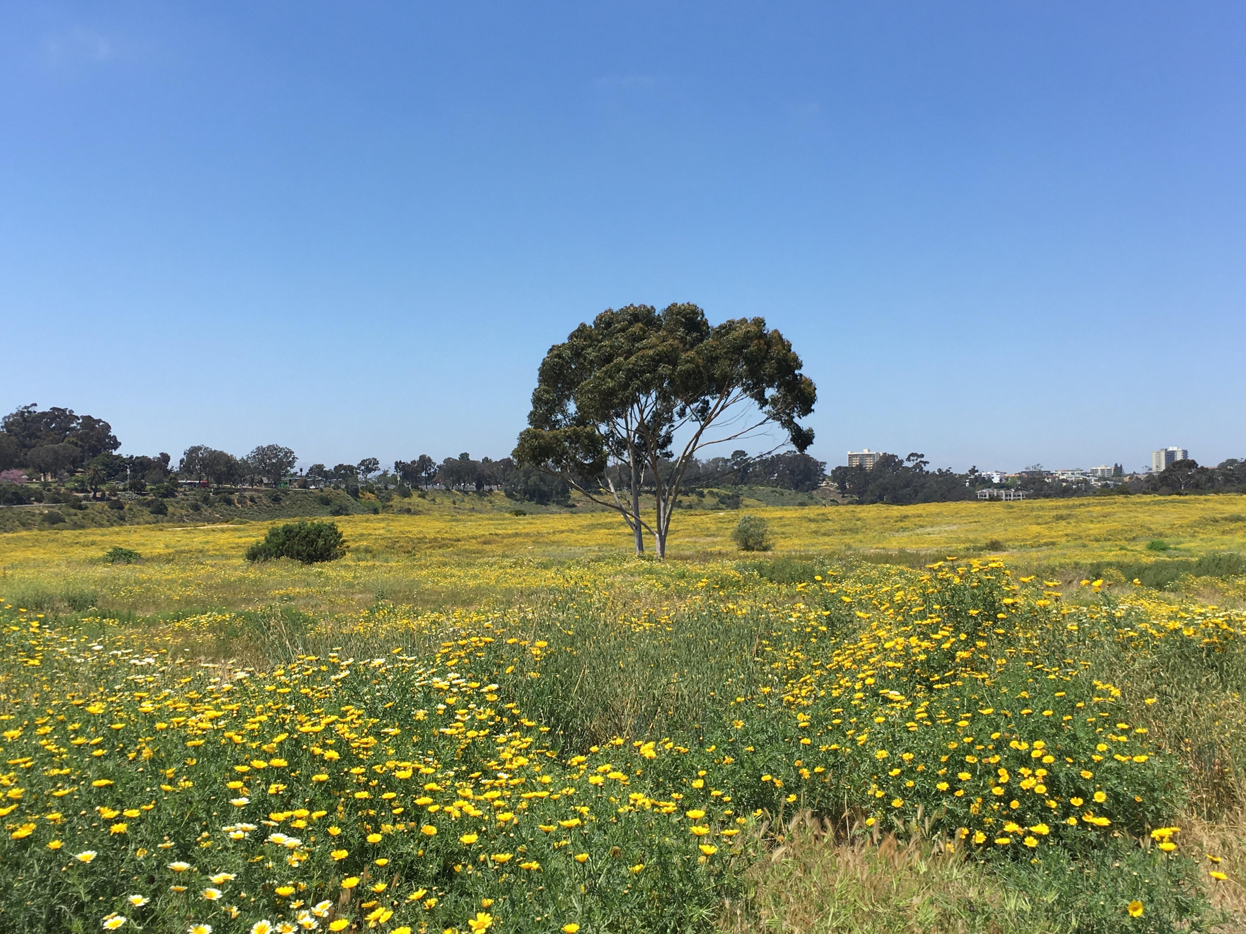 Morley Field 4/27/2020 r/sandiego