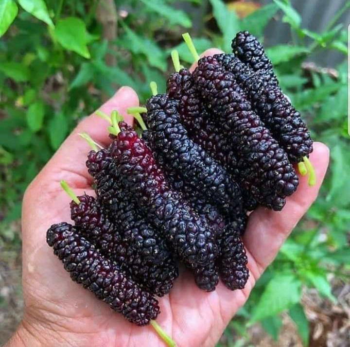 Biggest Mulberries I've ever seen. r/AbsoluteUnits