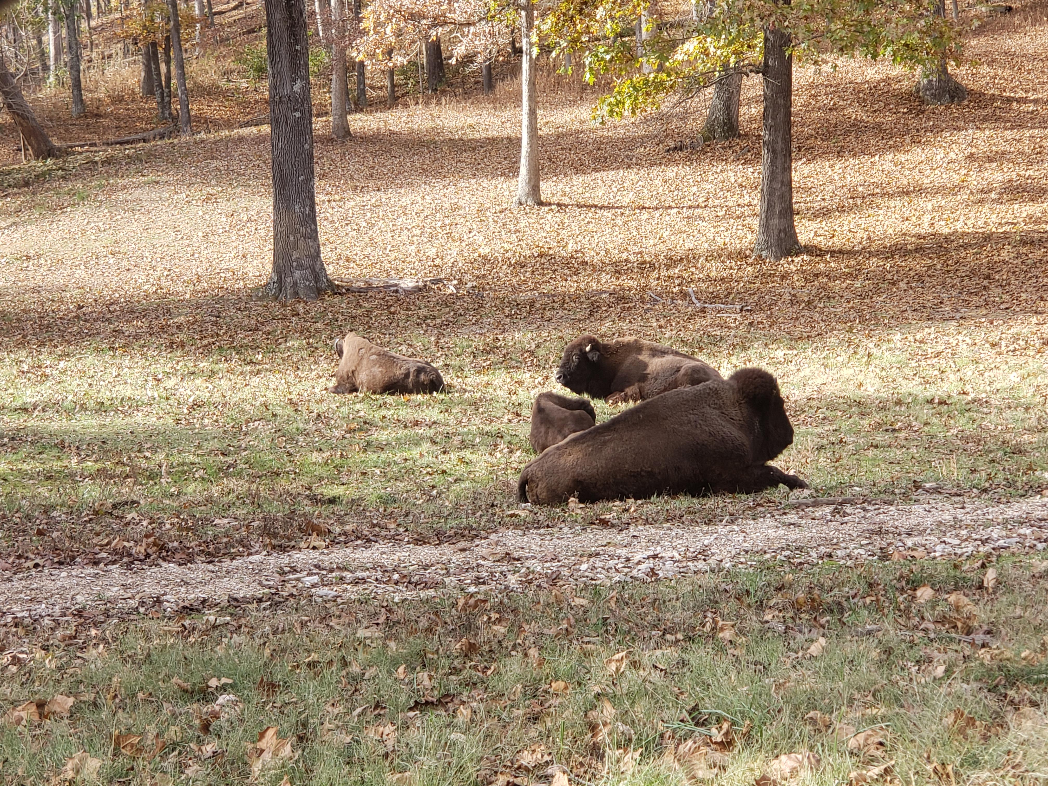 Bison in Lone Elk Park, Valley Park, MO r/missouri