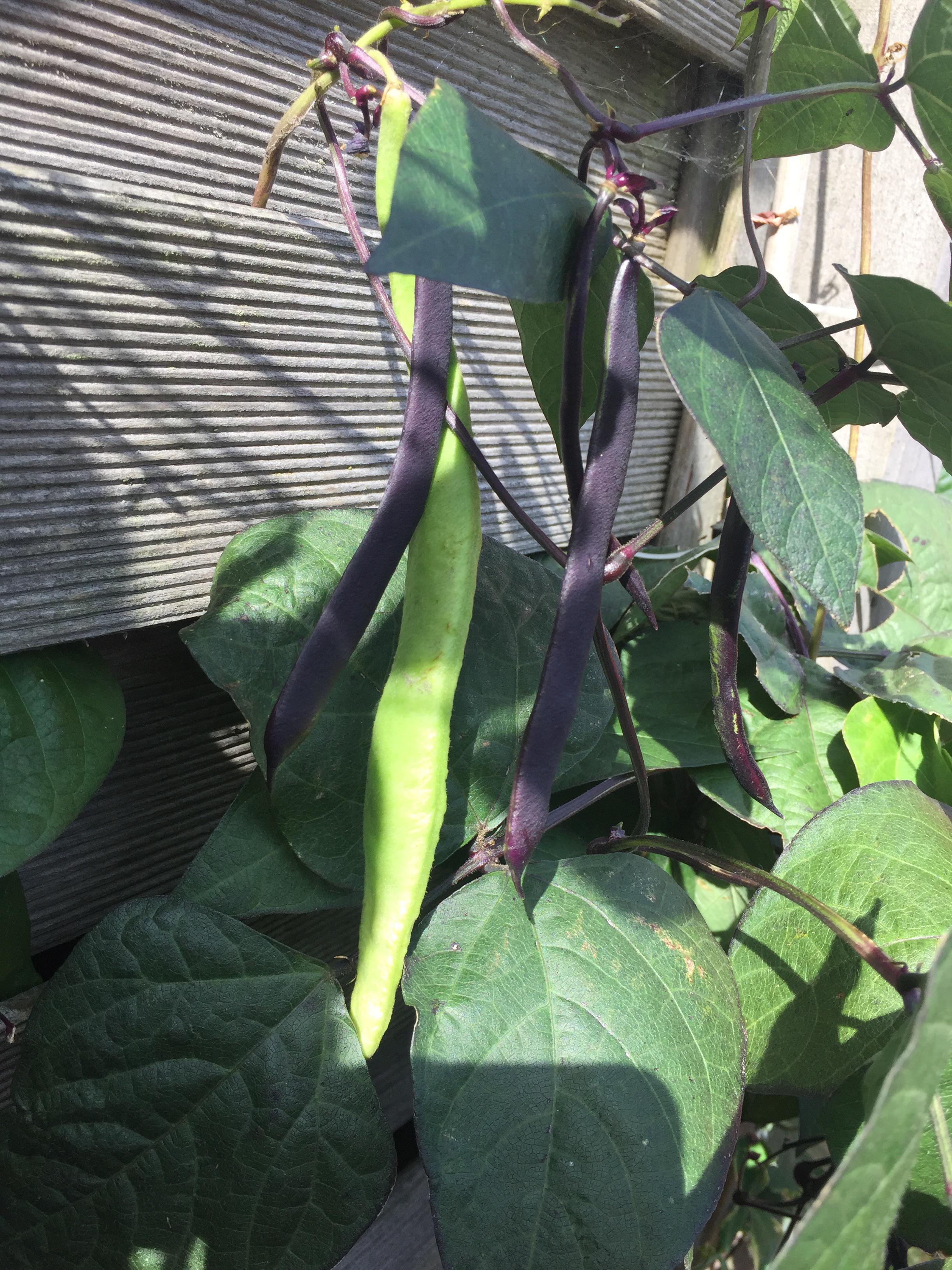 Some of my runner bean plants are producing purple beans! r/gardening