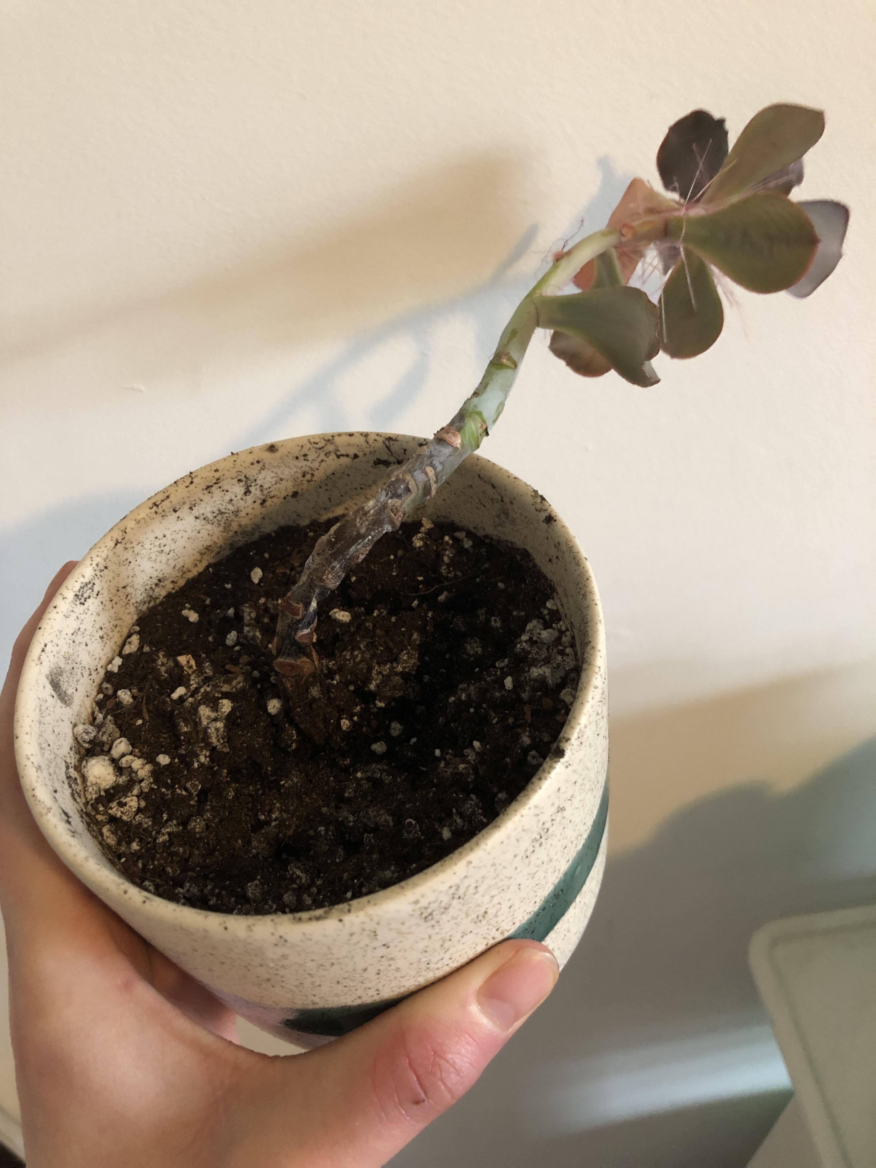 My dessert rose is getting a mouldy stem. Is it possible to cut off the