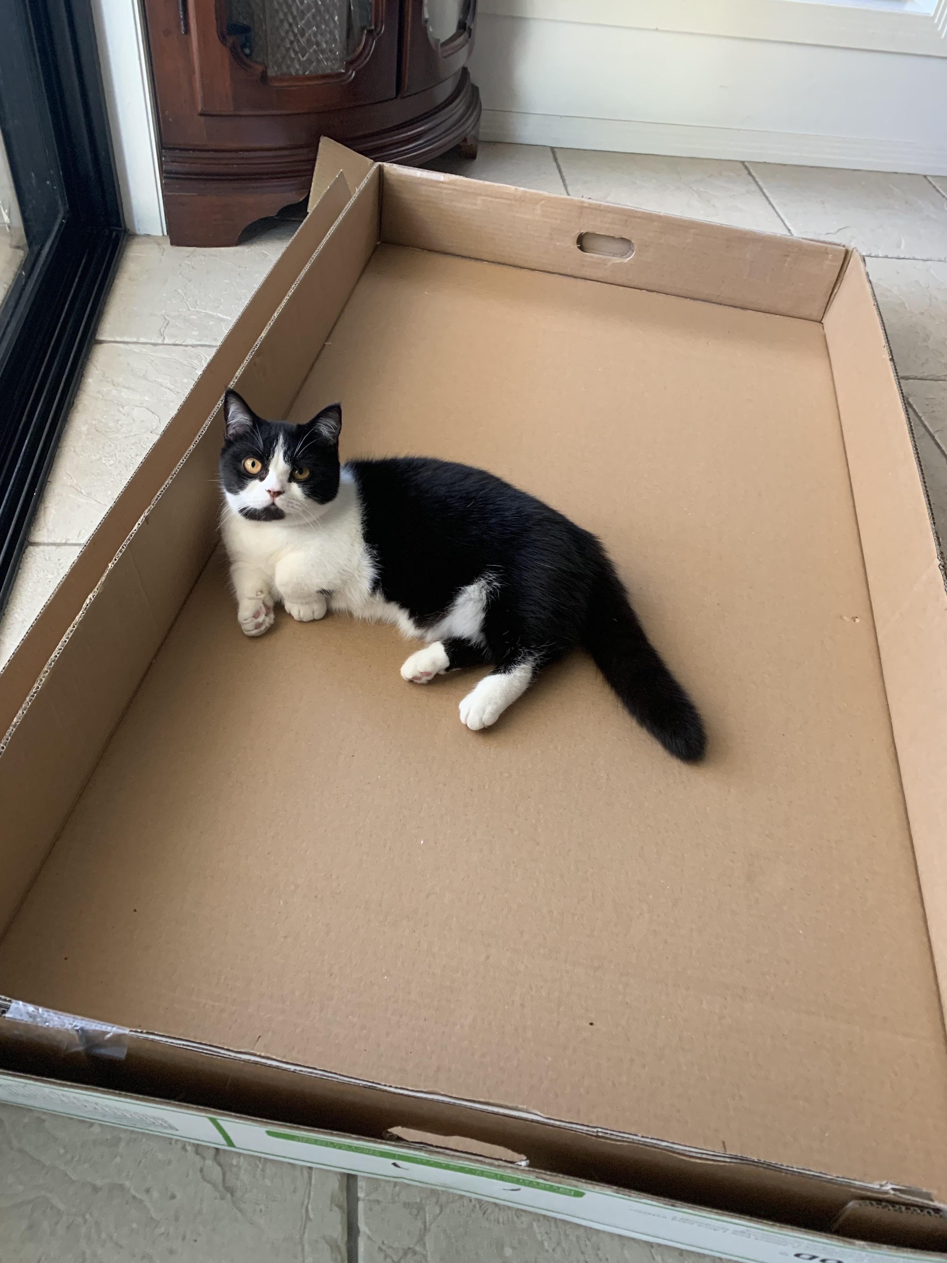 If I fits, I sits. (Difficulty level beginner) r/cats
