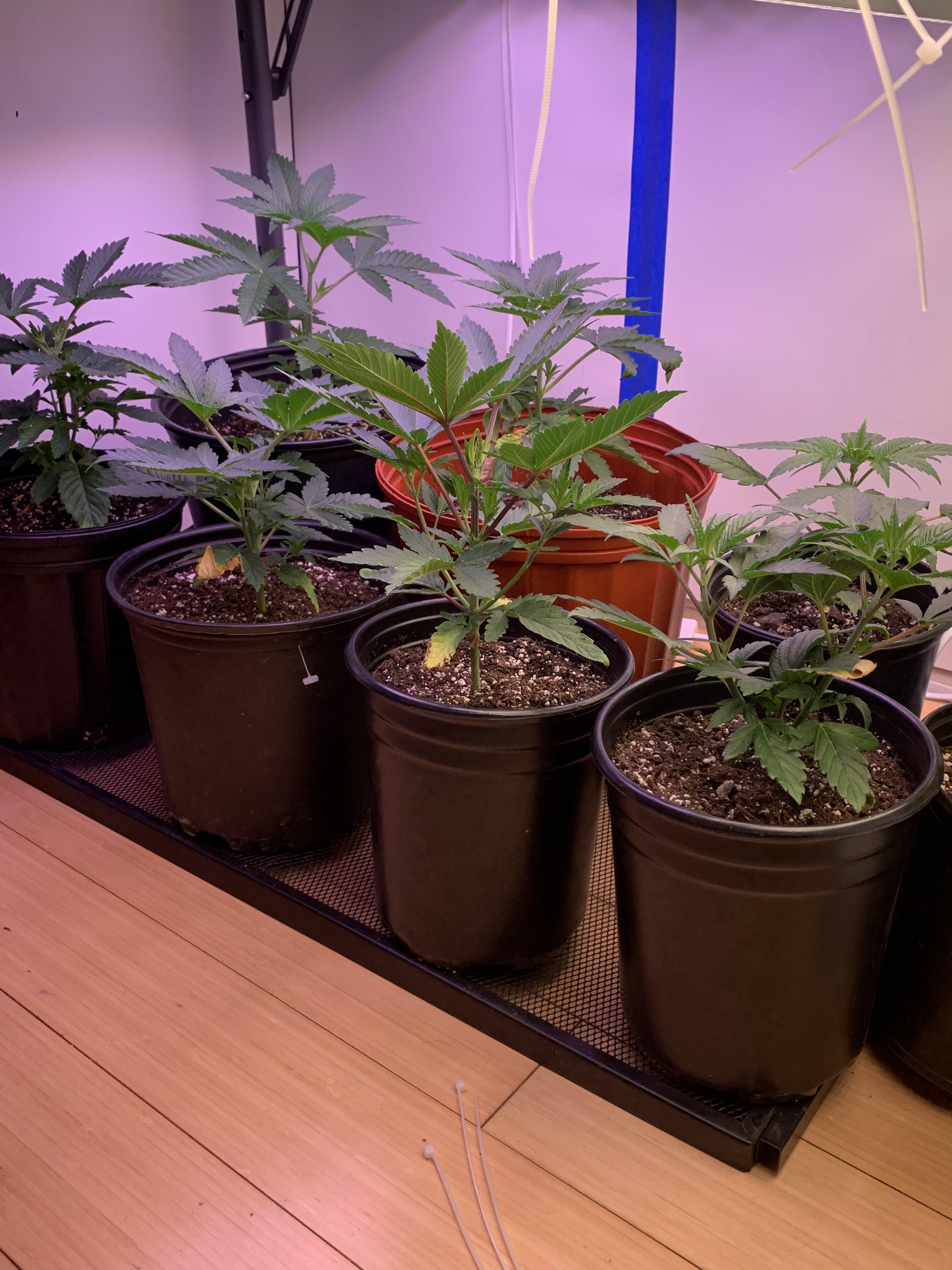 When should I give my plants nutrients for the first time ? r