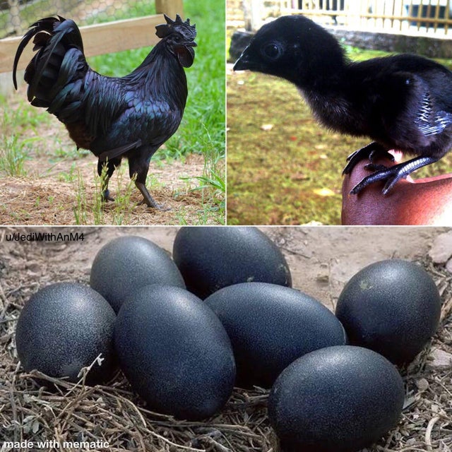 Real life Void Chickens! r/StardewValley