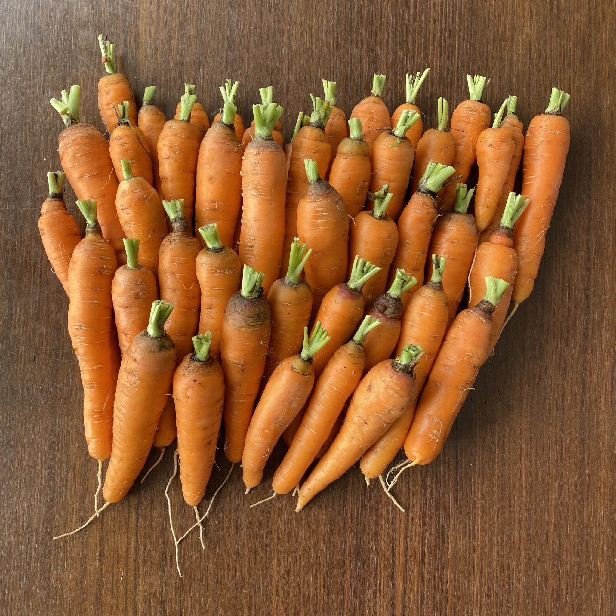 Last Carrot Harvest of the Season (Zone 10b) r/gardening