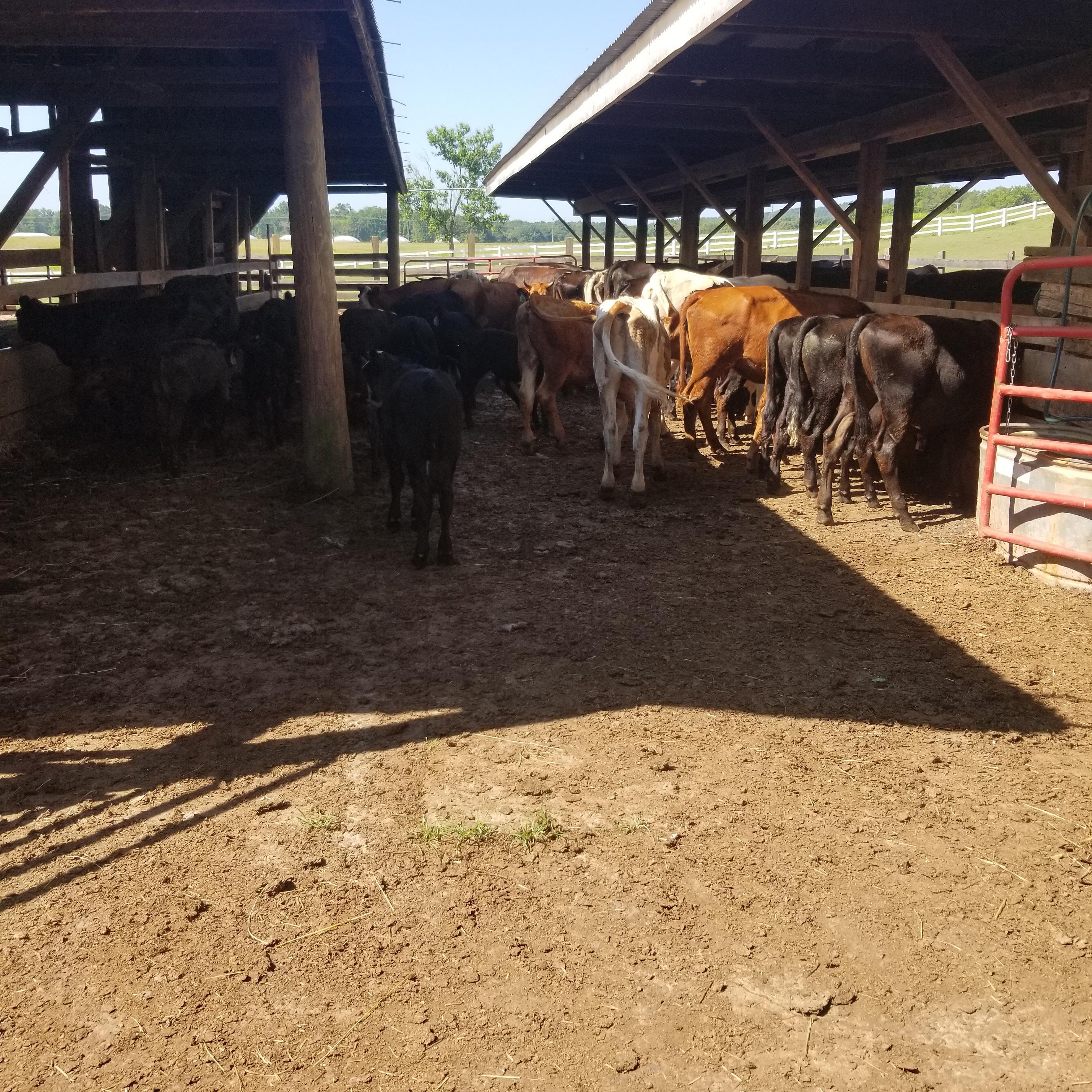 Couldn't be more excited to work my first ranch job!! r/Ranching