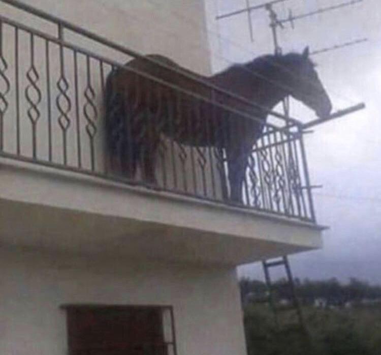 *walks into saint denis general store for 2 minutes without hitching my