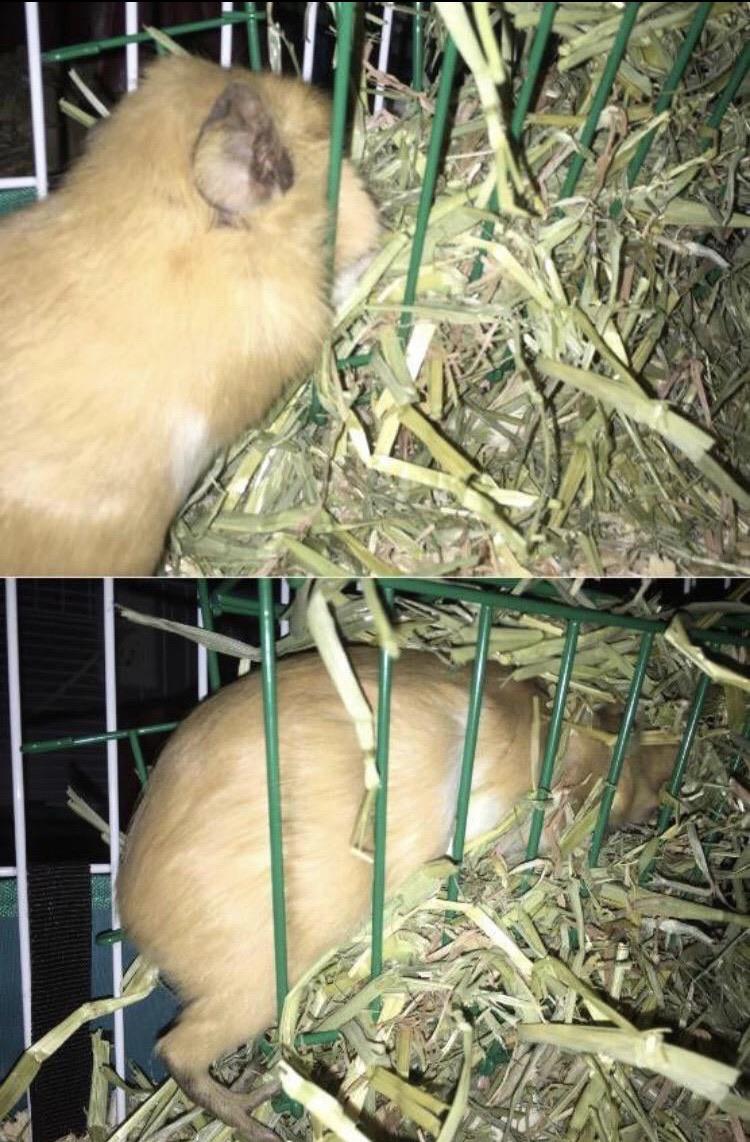 My guinea pig likes to get in the hay rack so she can eat and lay down