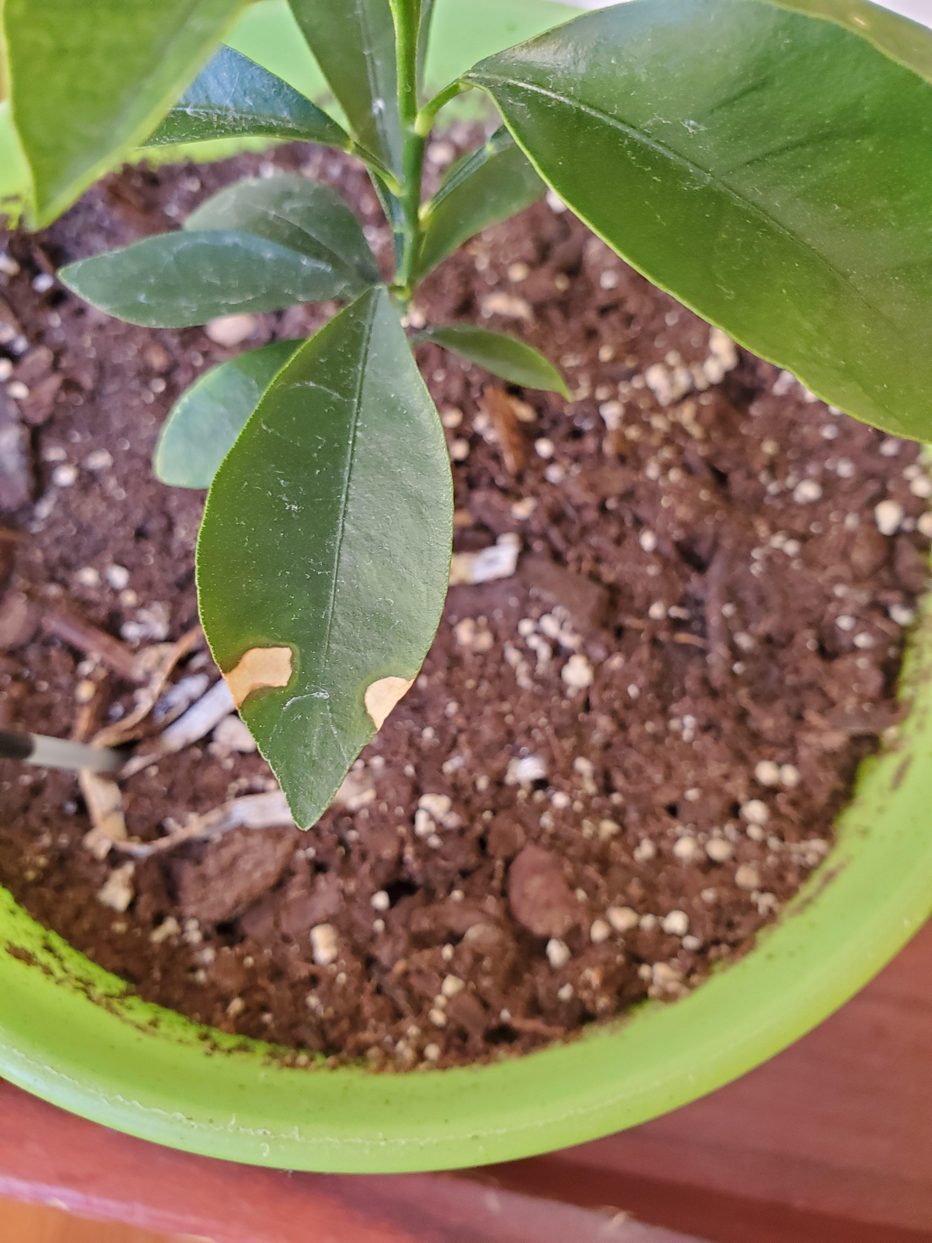 Does anyone know what those growing dry spots on my kumquat? r/Citrus