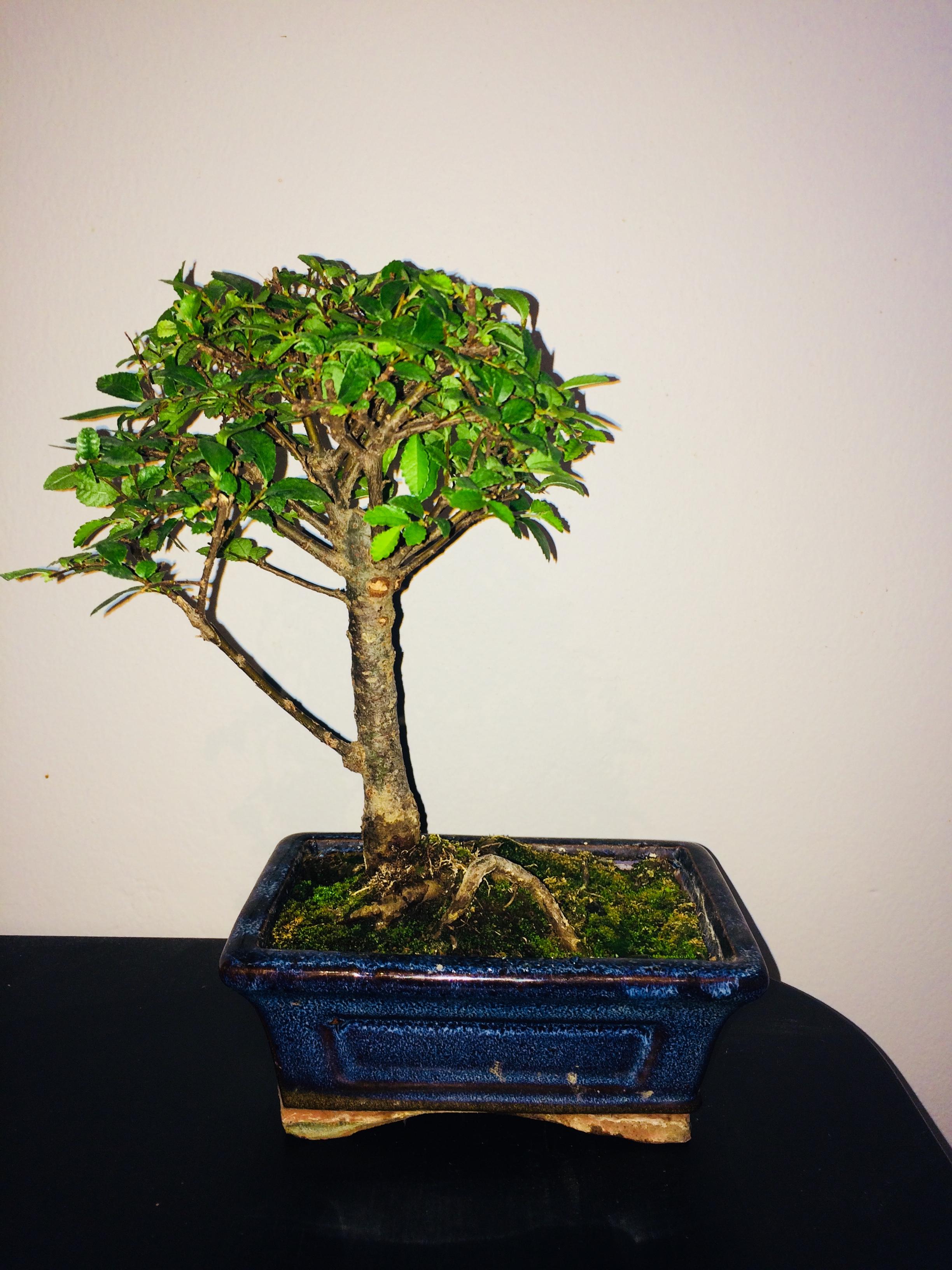 I'm new to this, any suggestions for my Chinese Elm Bonsai? r/Bonsai