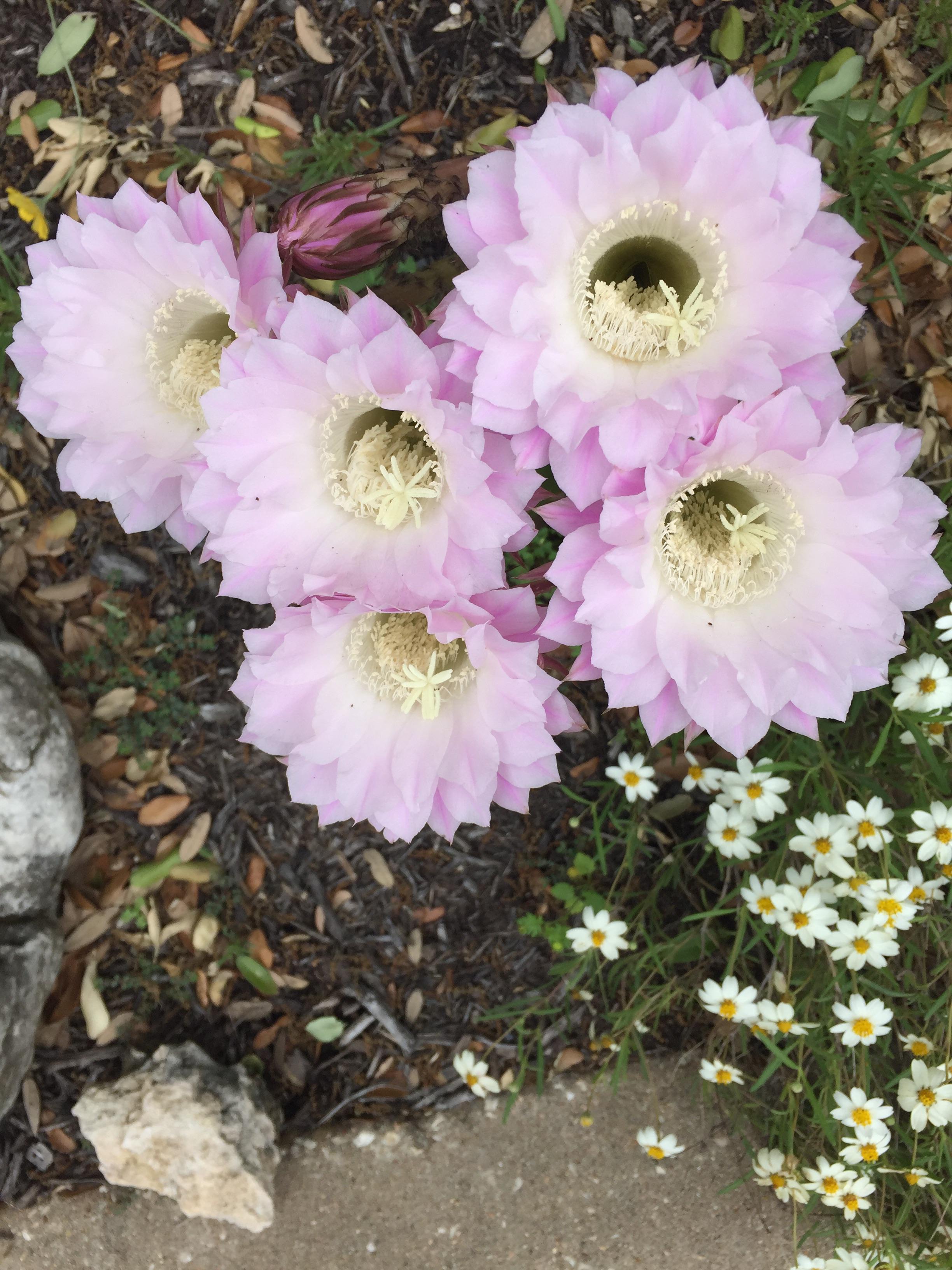 Neighbors plant.age6 years outside all winter zone 8b r/cactus