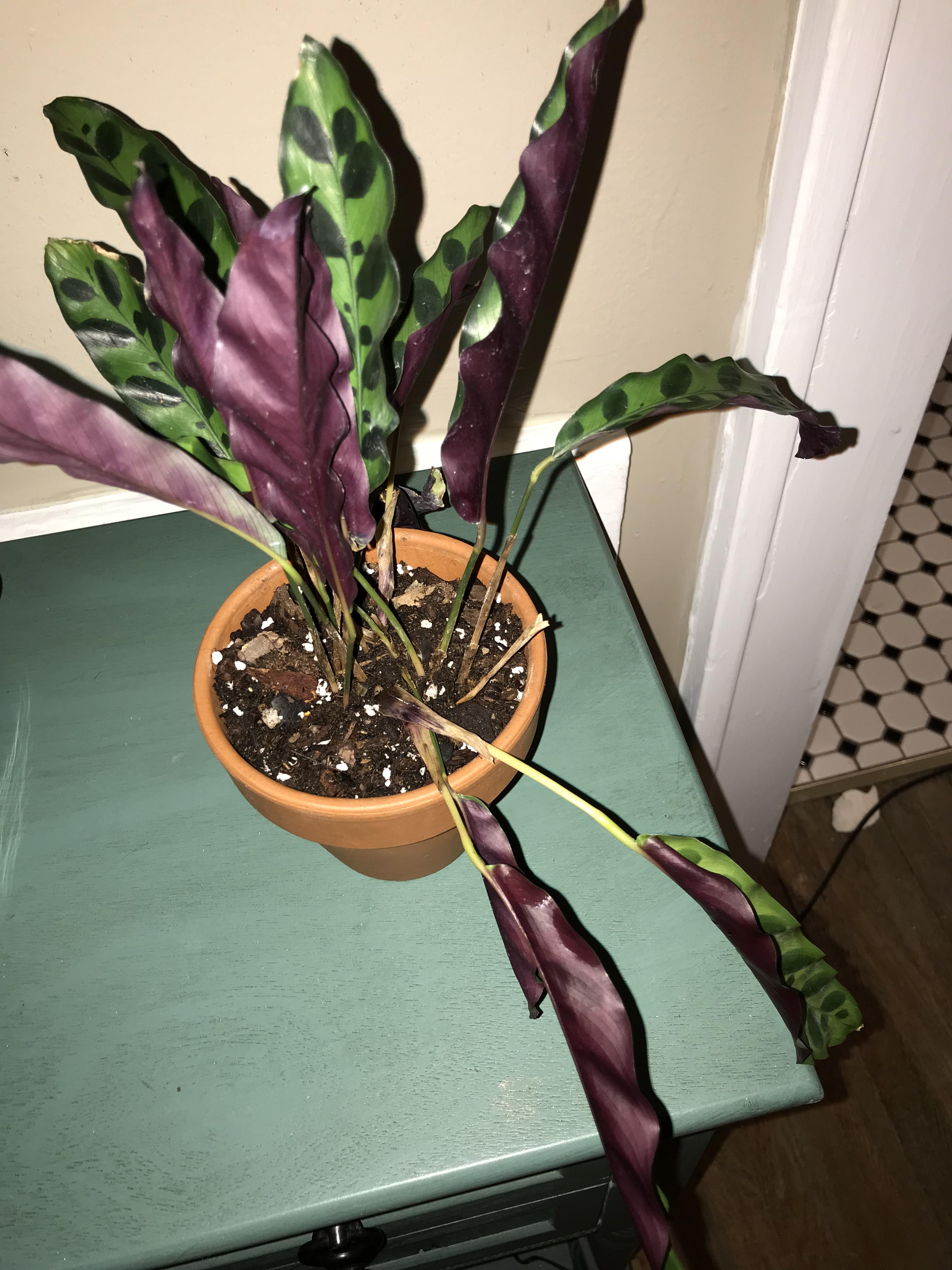 Rattlesnake plant. This literally happened over night . Advice please