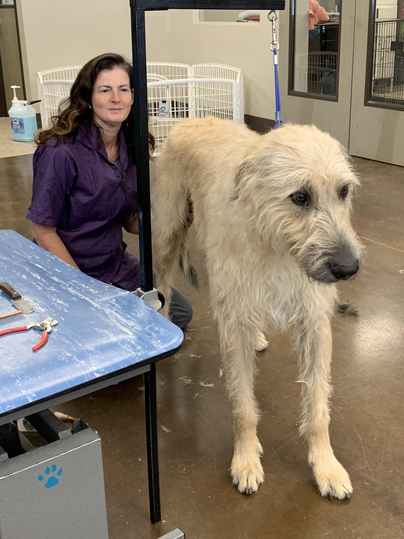 Bevo the Irish wolfhound in our groom shop yesterday. He was too big