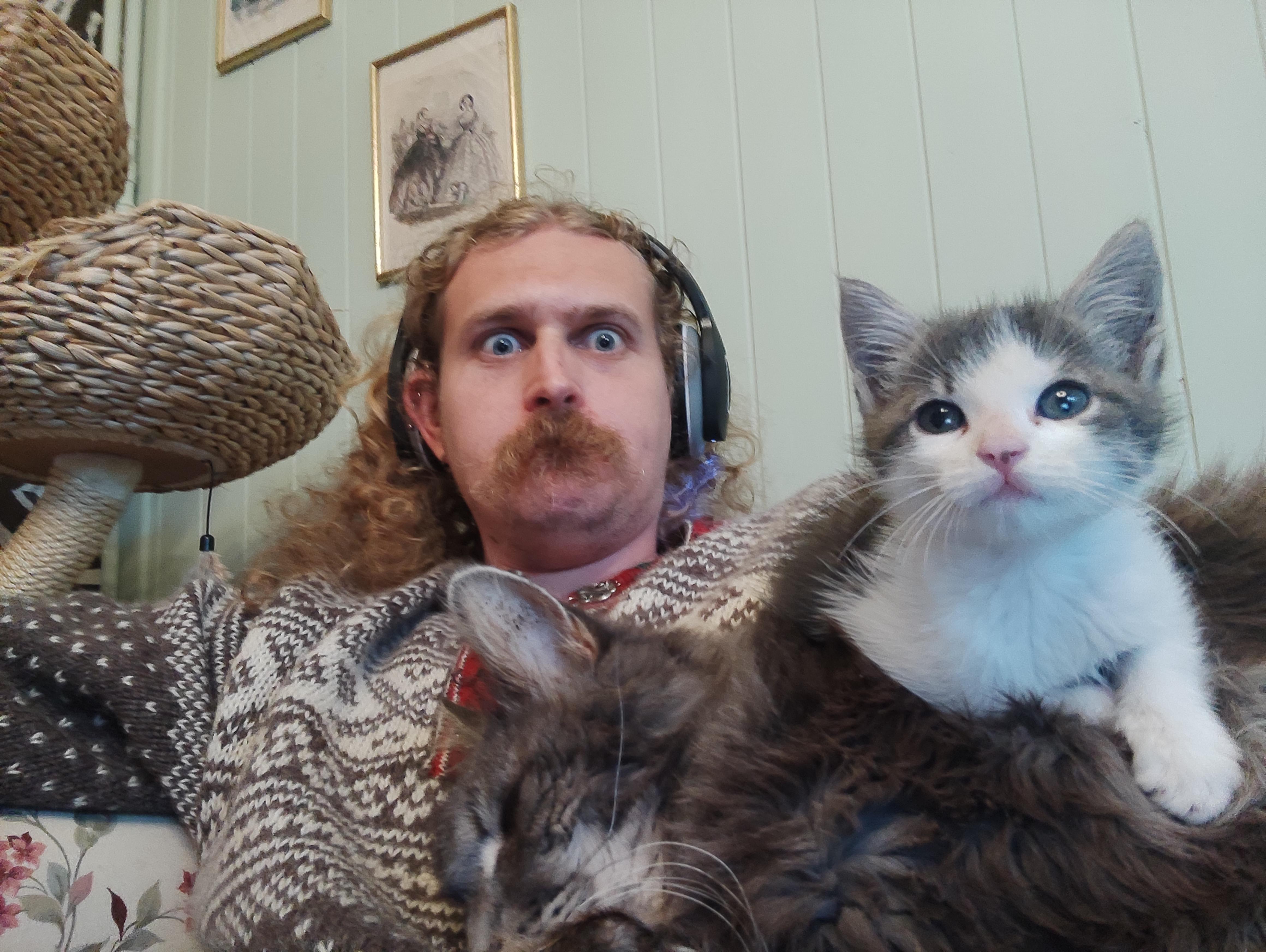 Noon time. My bed. None of these are my cats. r/notmycat