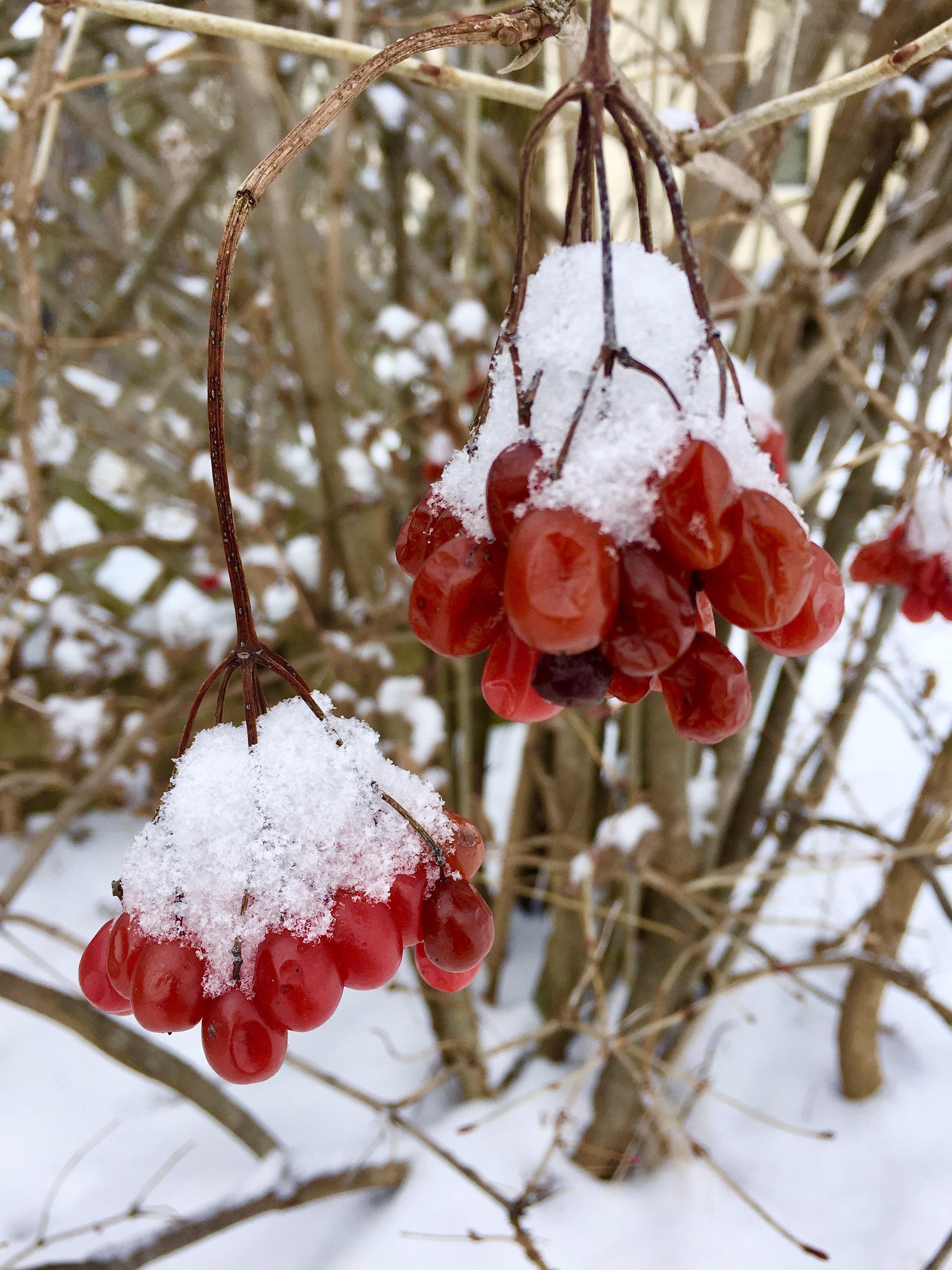 This bush has the most photogenic berry clusters. Here’s winter, summer