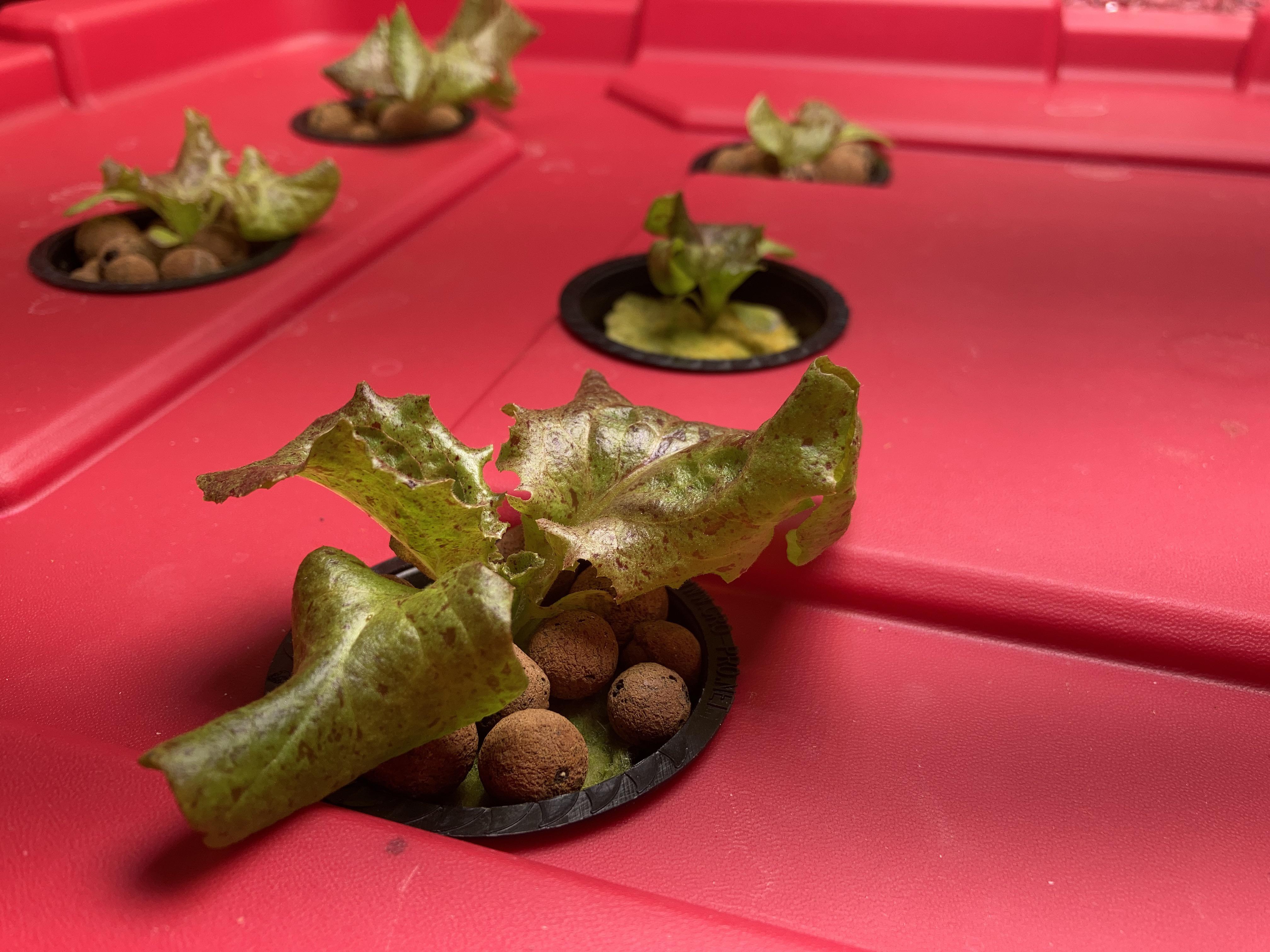 Low pressure aeroponics, first time growing lettuce (mesclun mix), any