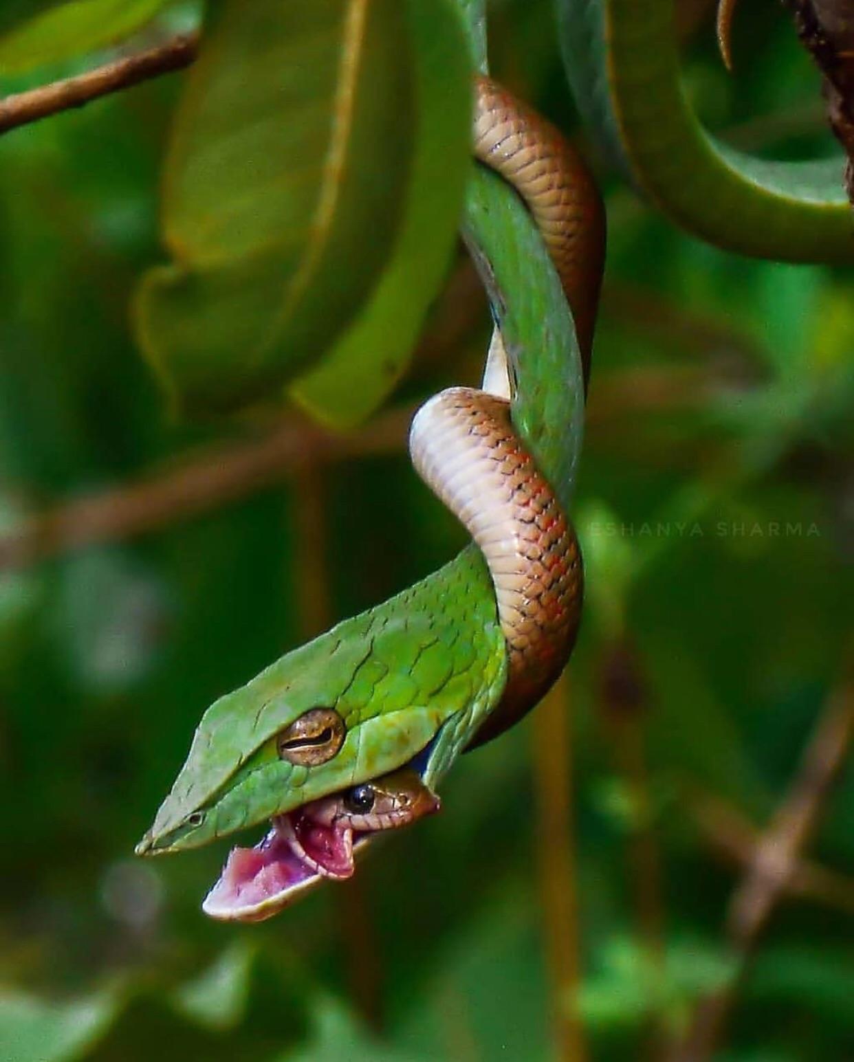 Green Vine Snake Pet