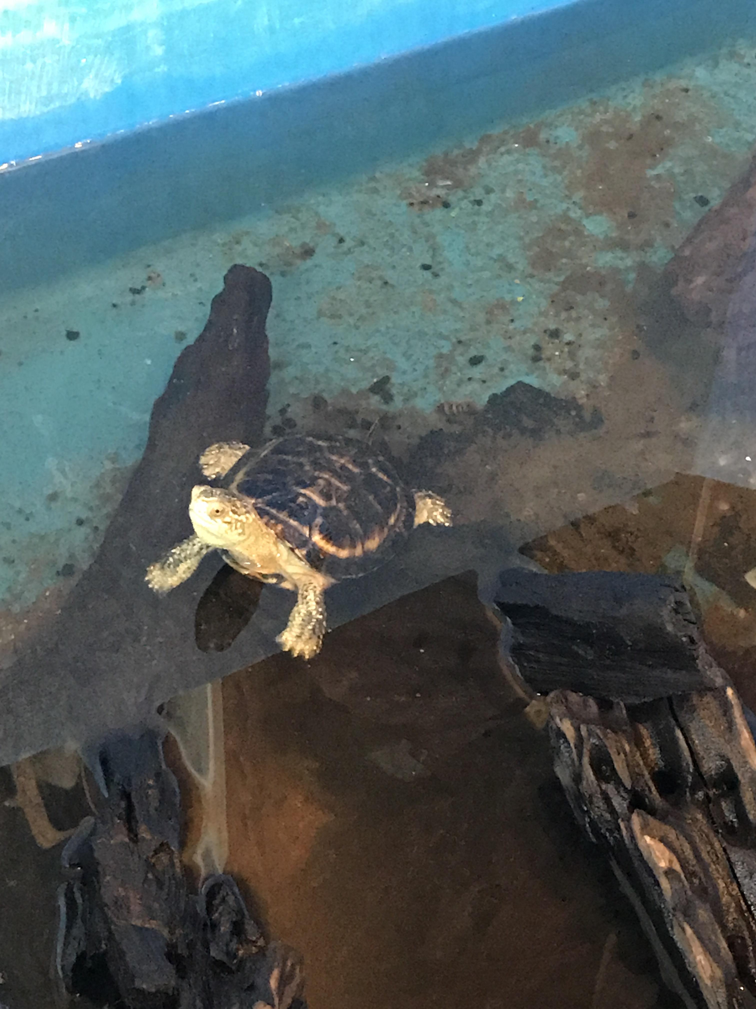 Could someone help me ID this turtle? Seen at the pet store, and the