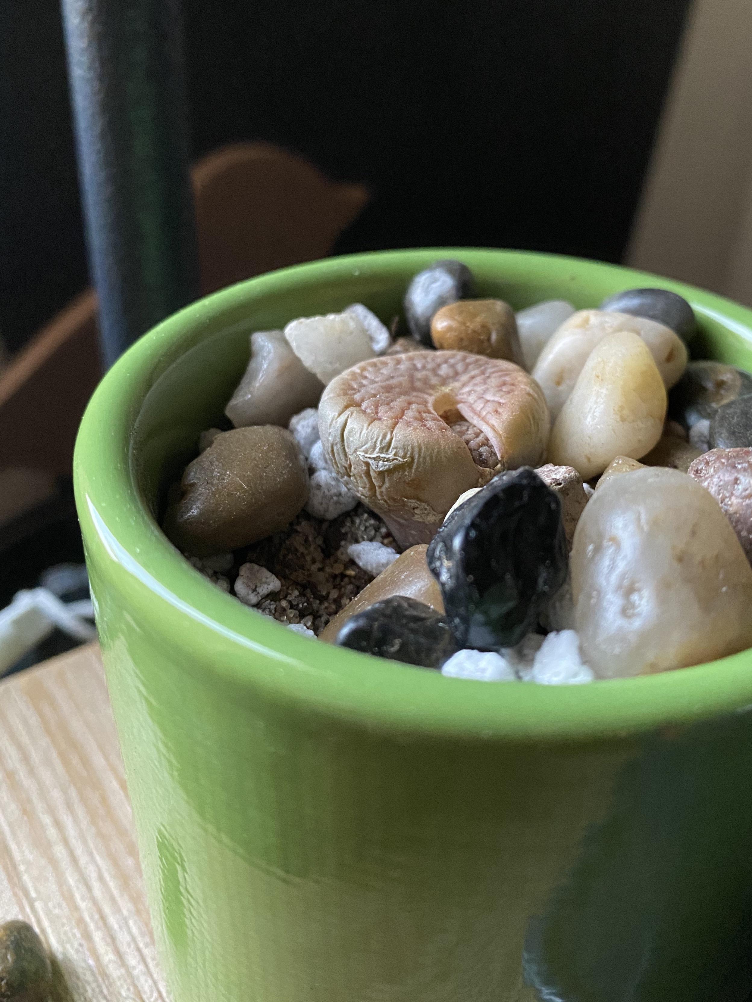 Do I water my lithop?? succulents