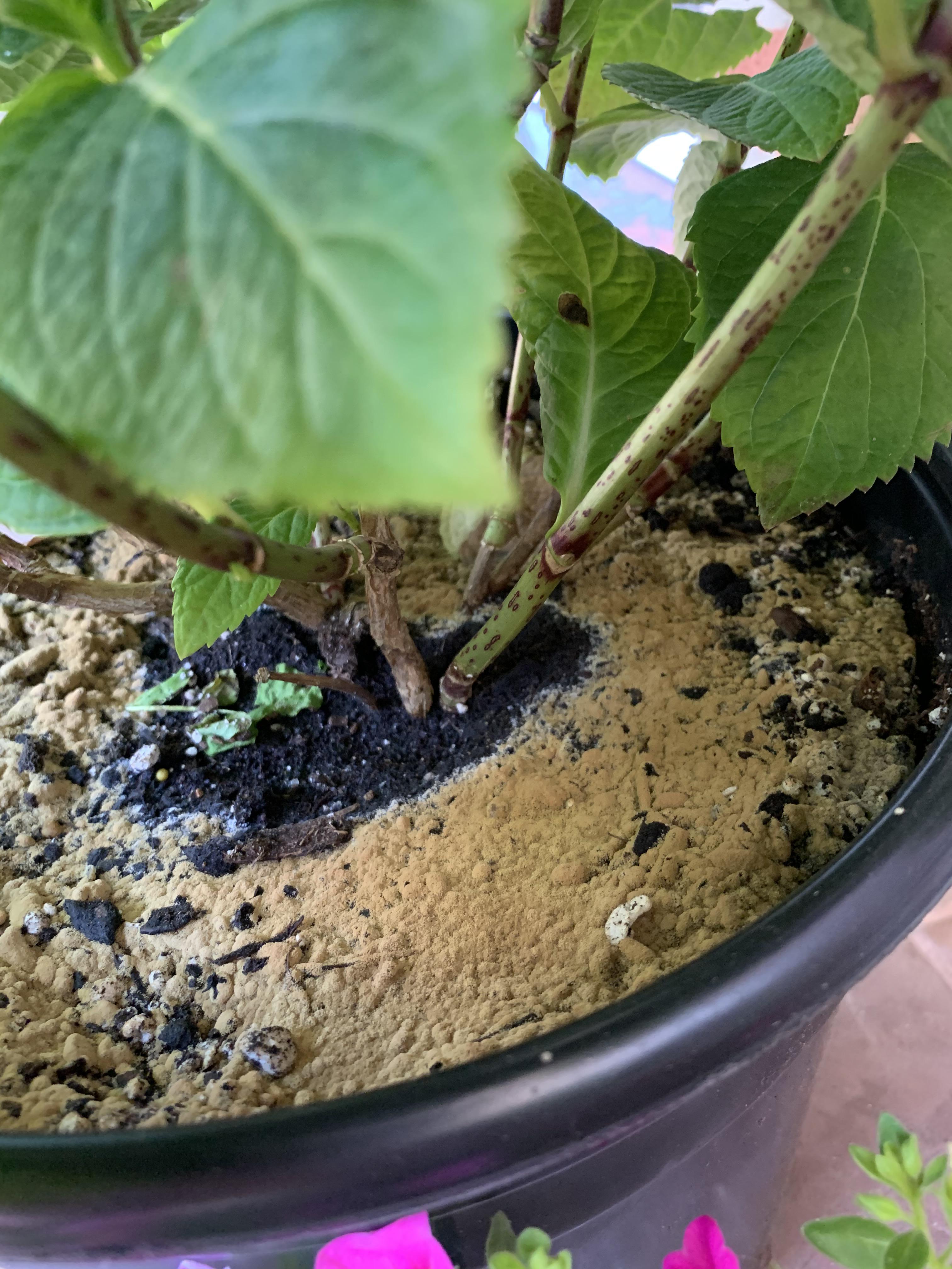 What is this brown stuff on top of my potting soil? r/gardening