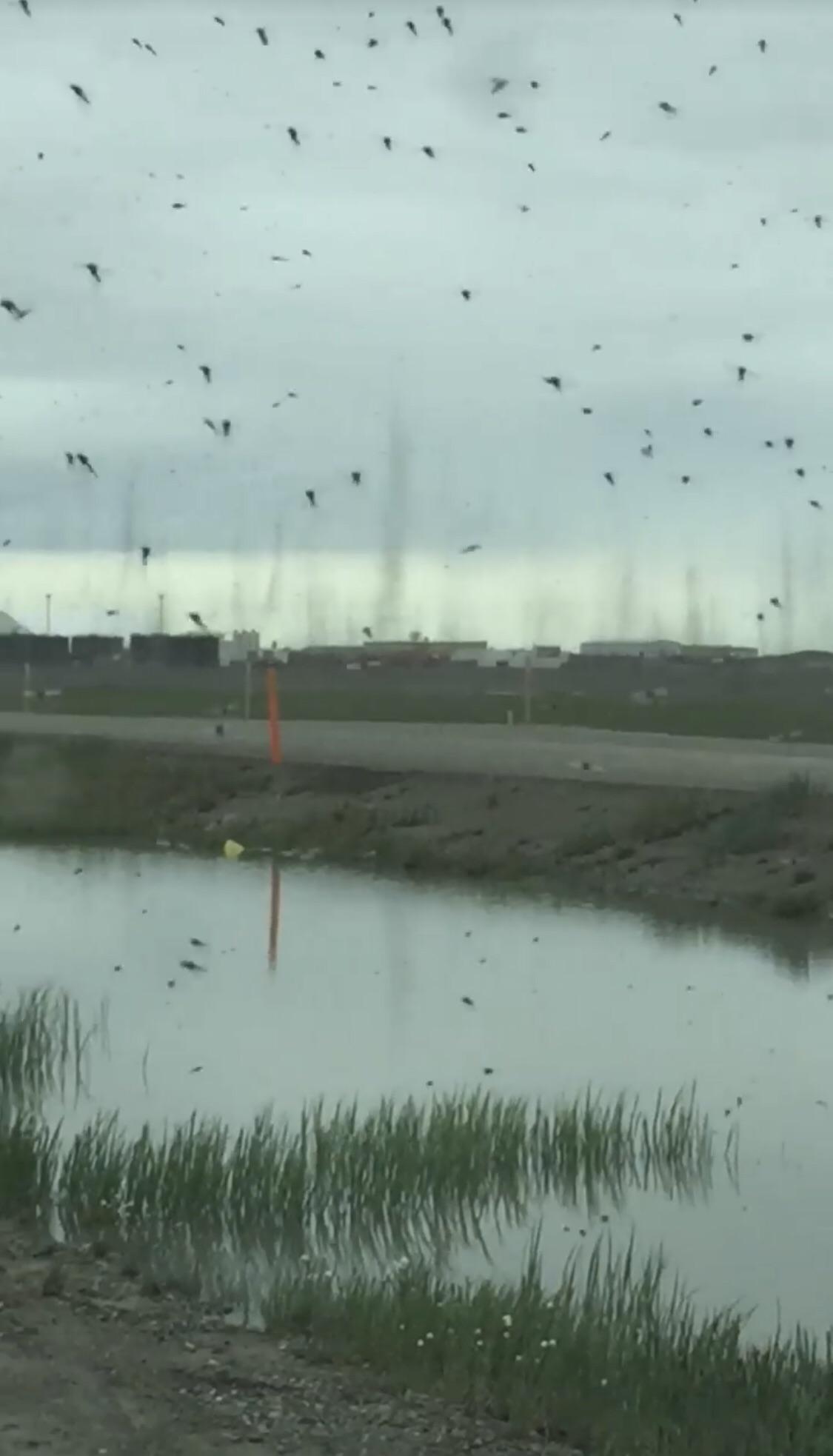 The only time I’ve ever seen mosquitoes worse than FL was in believe it