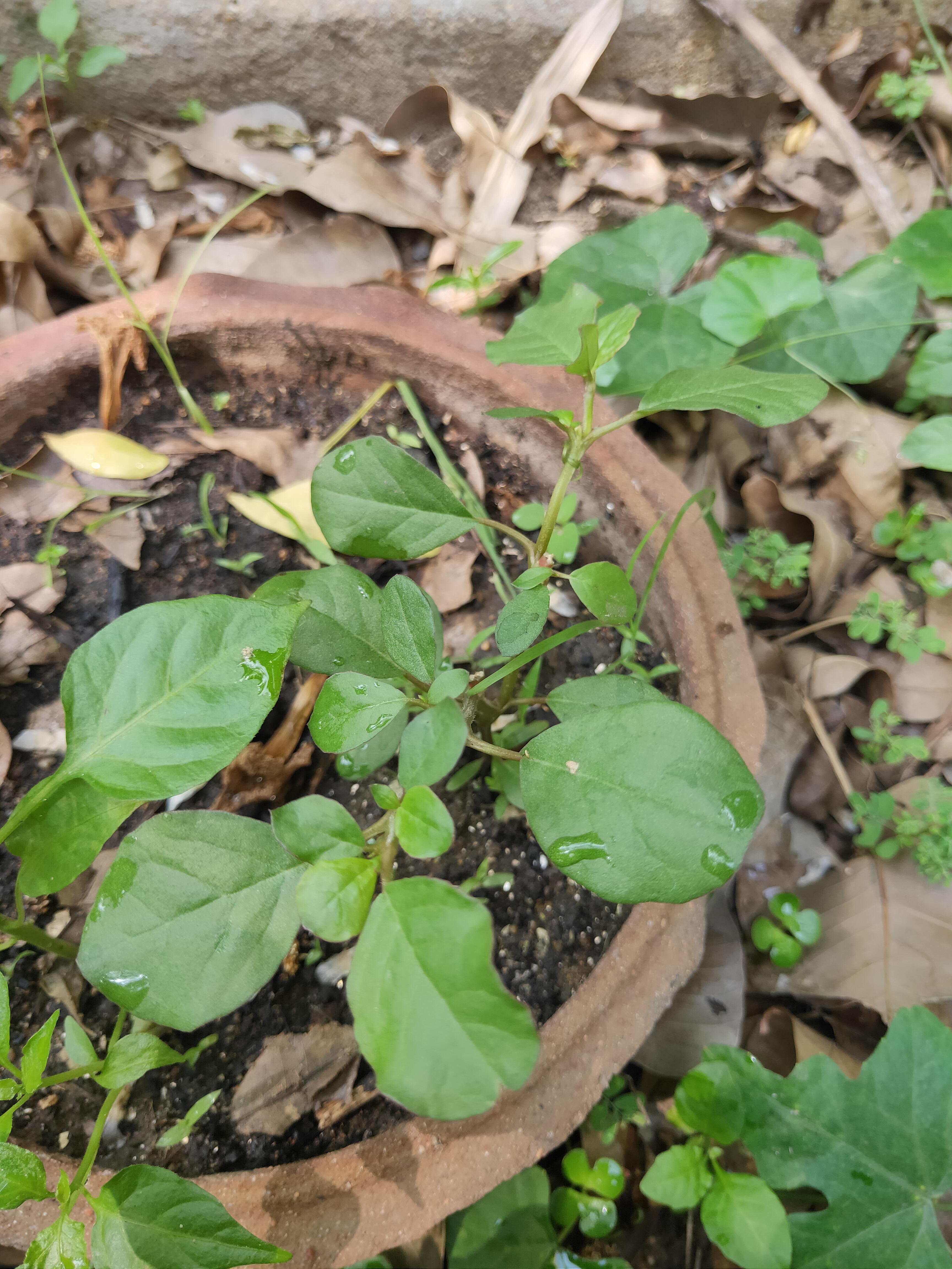 Is this the Viola plant? Want to know if this is a weed or something