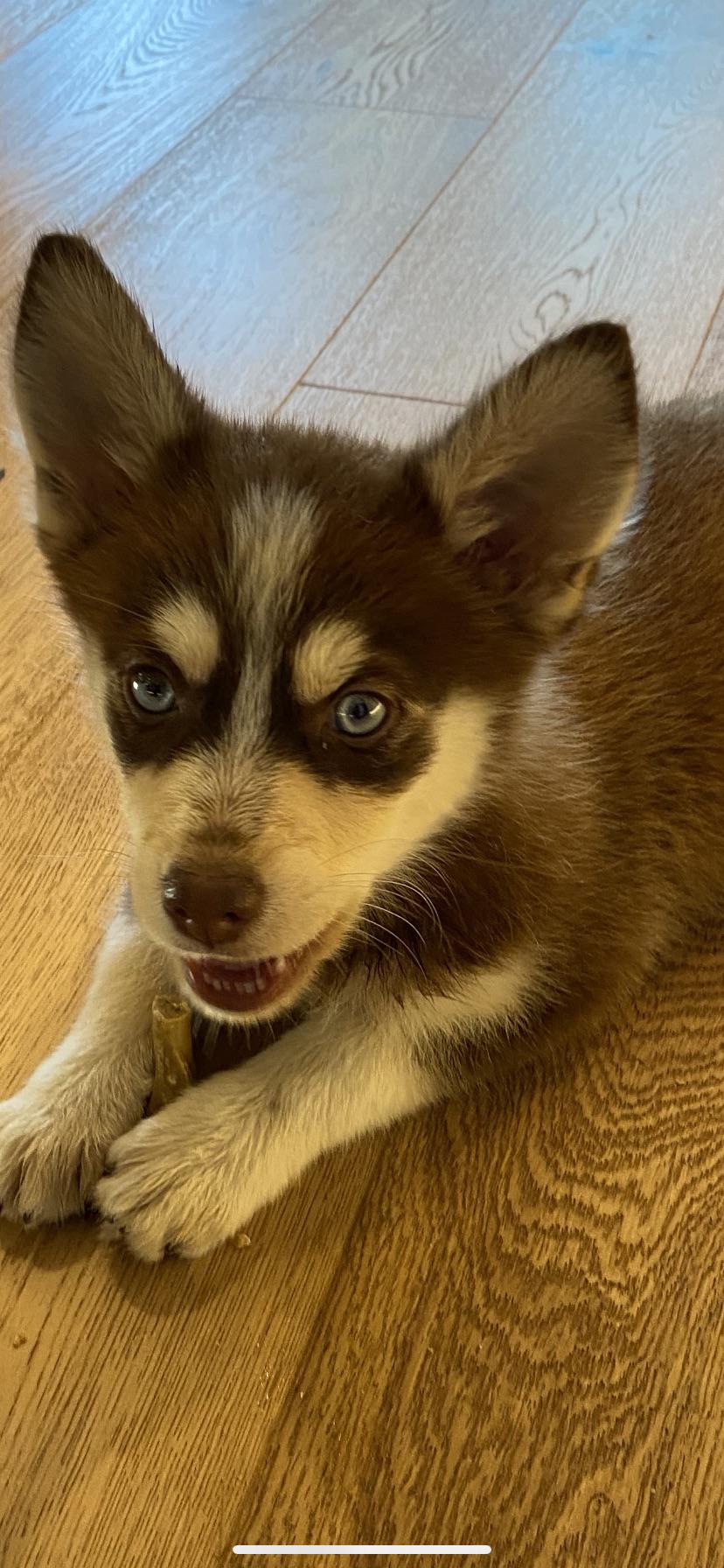 Pomsky grooming tips Pomsky