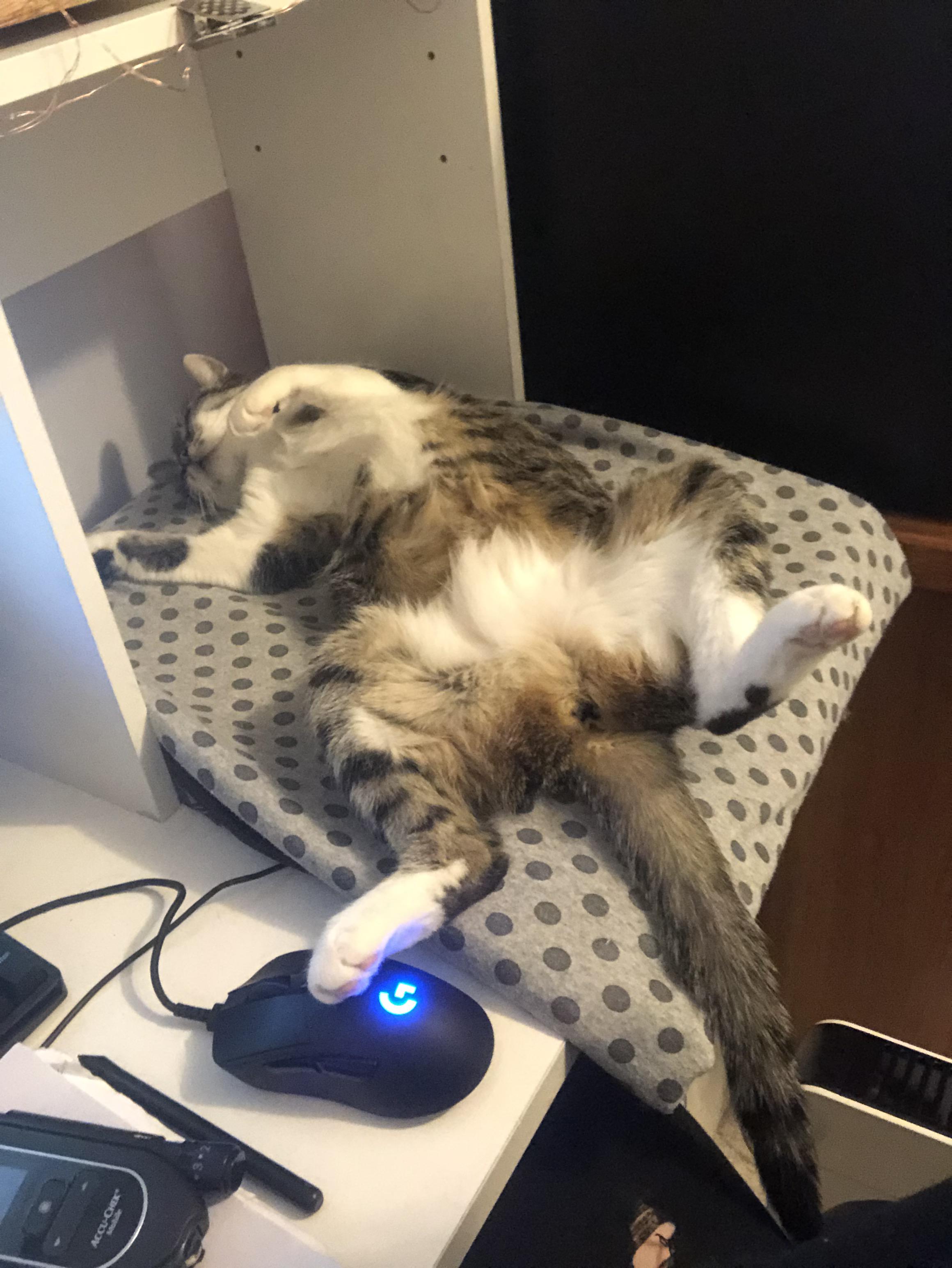 When the heat pad is just 👌🏻😤 r/cats
