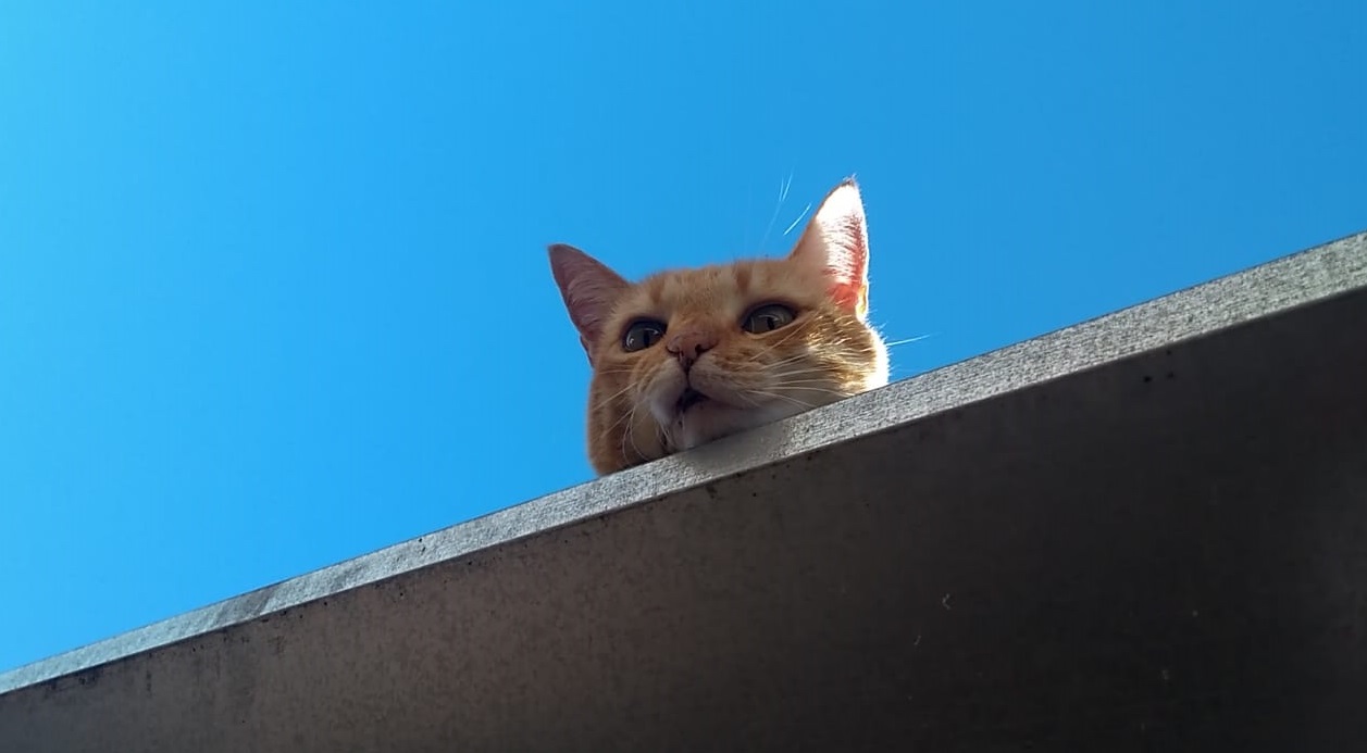 My cat loves sunbathing on the roof. r/pics