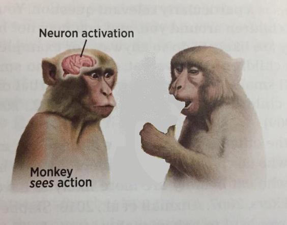 Neuron Activation aka Monkey Sees Action MemeTemplatesOfficial
