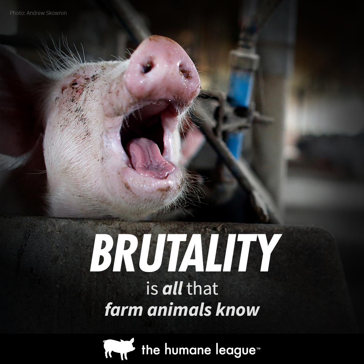 No living creature deserves these conditions. Vote YES on Prop 12 to