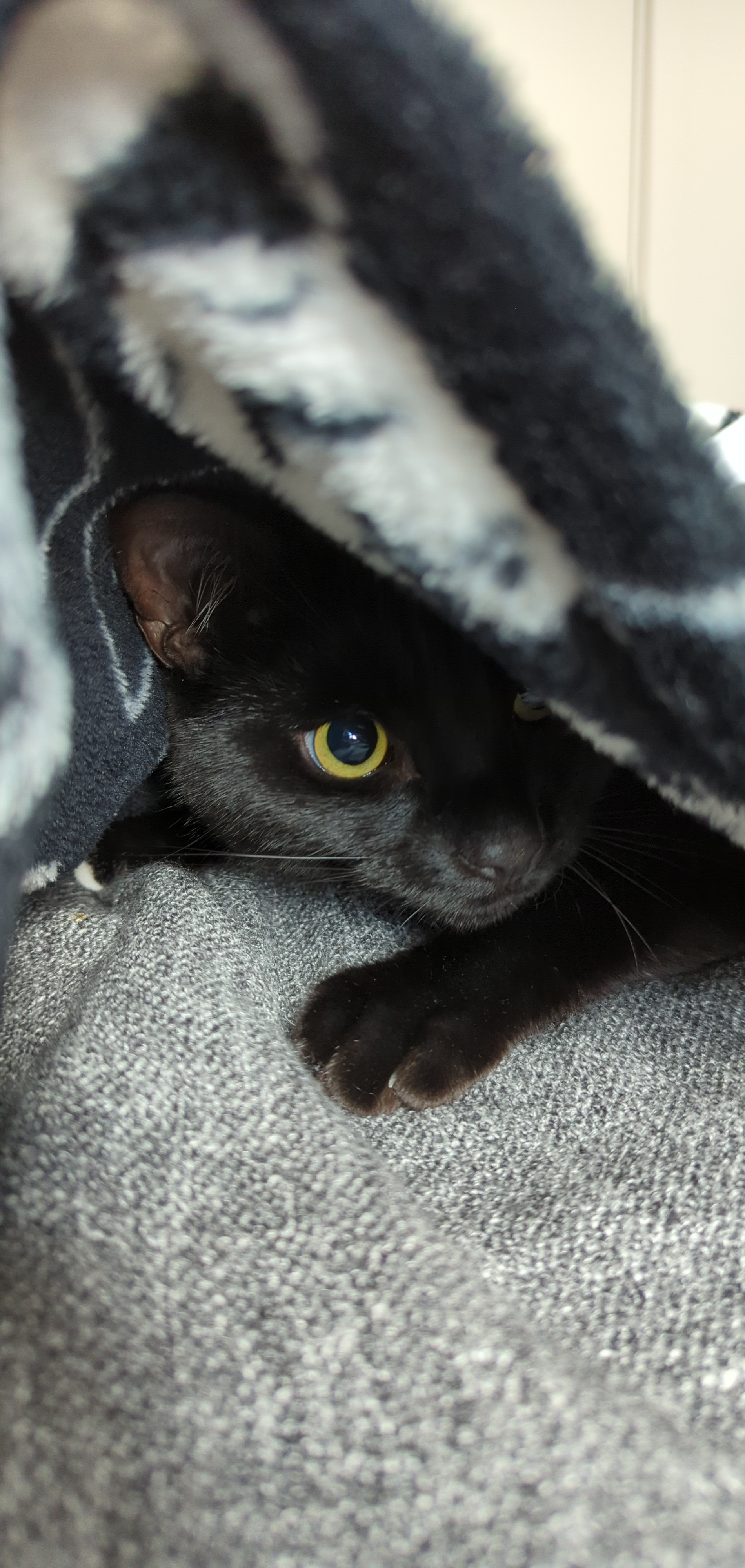 Hiding from the mean hoover. r/tuckedinkitties