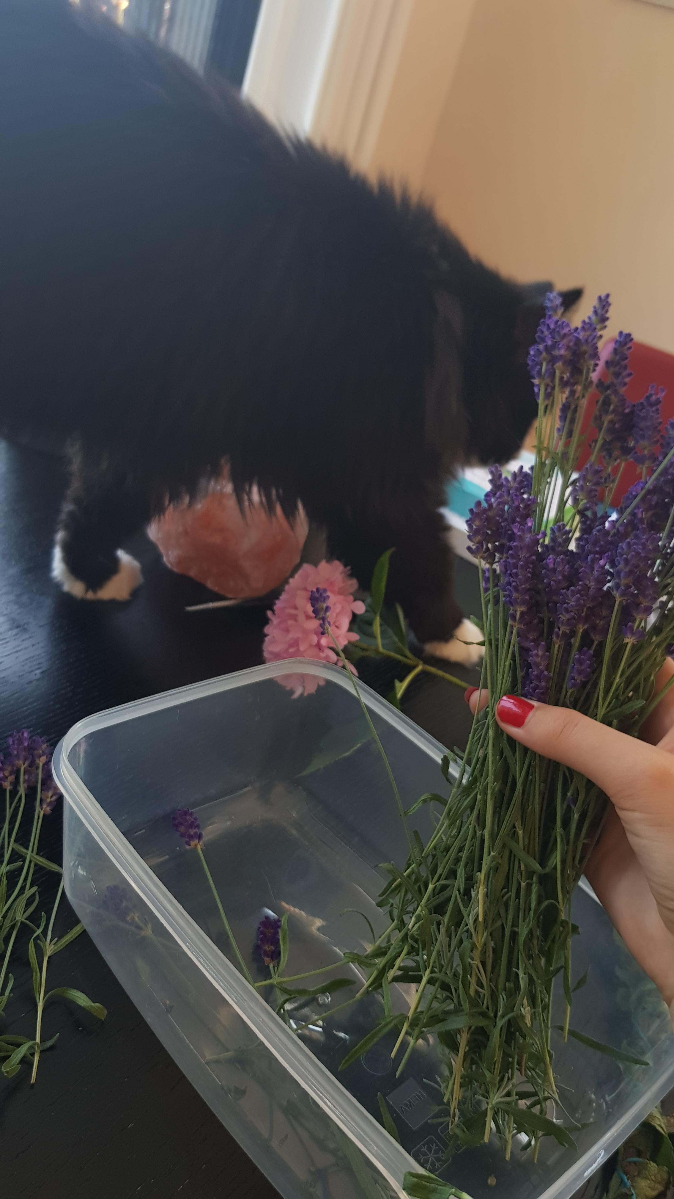 Cat enjoys the lavender. r/witchcraft