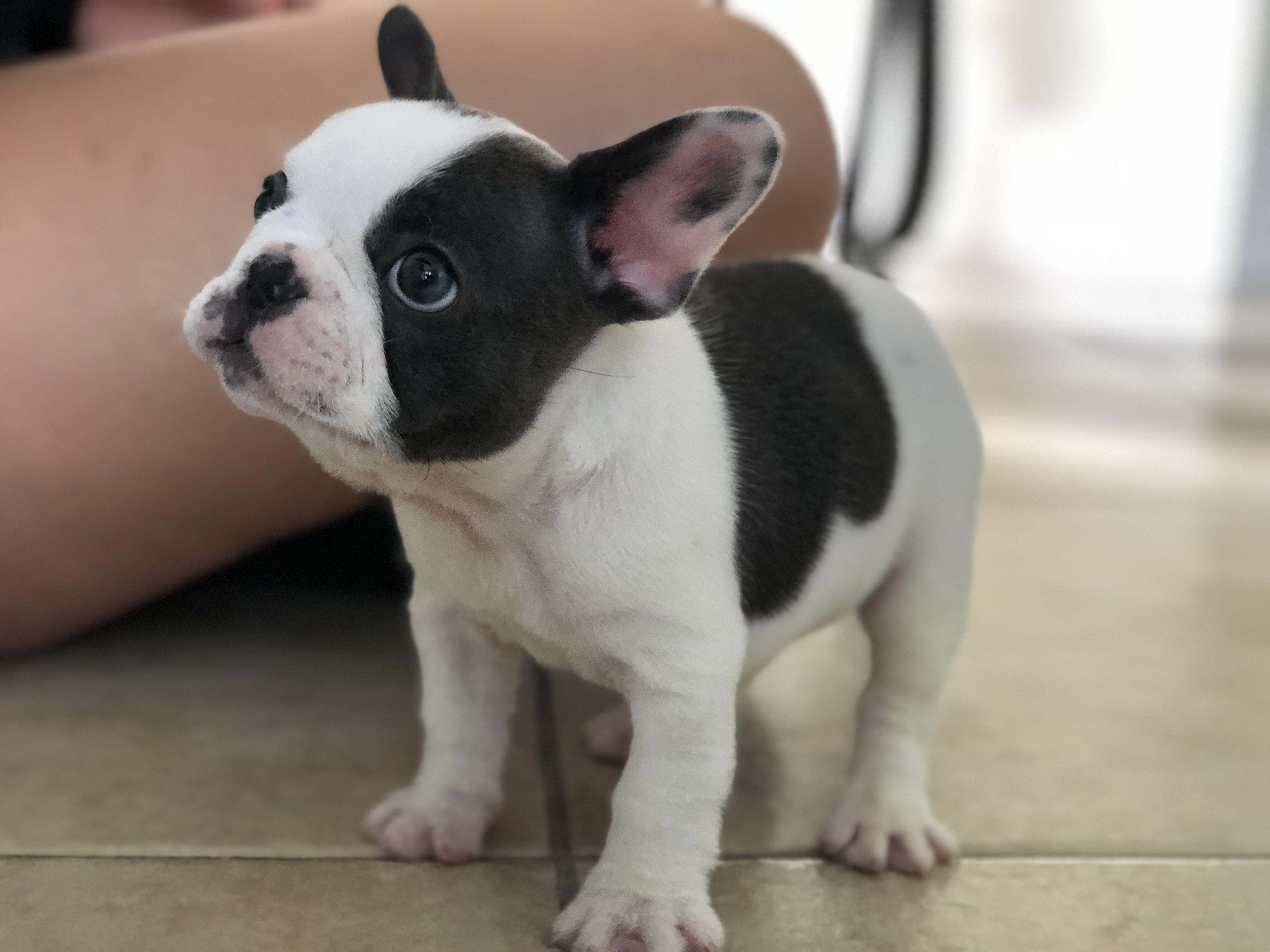 What Colour Is Pied French Bulldog