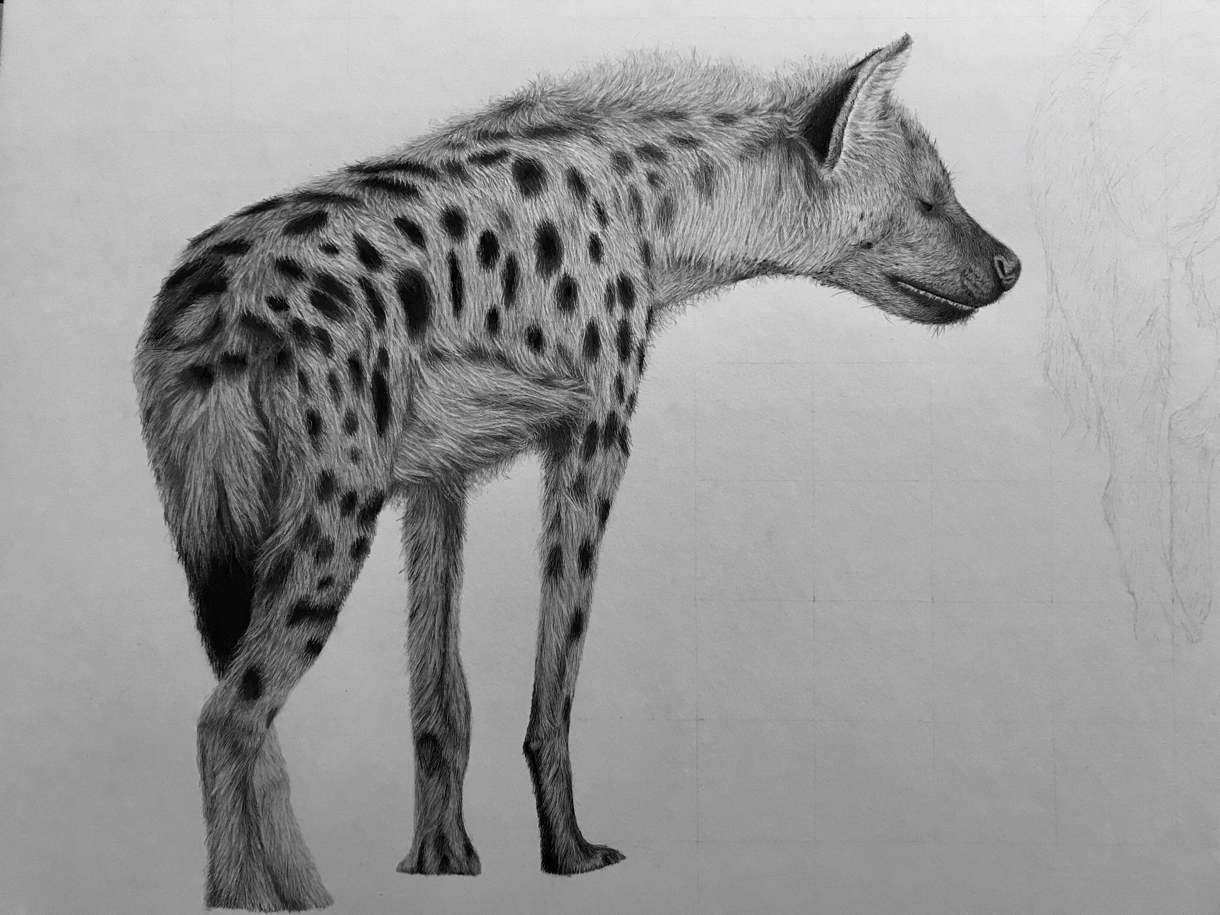 Some hyena art. Work in progress. Carbon & Graphite pencil on A2 paper