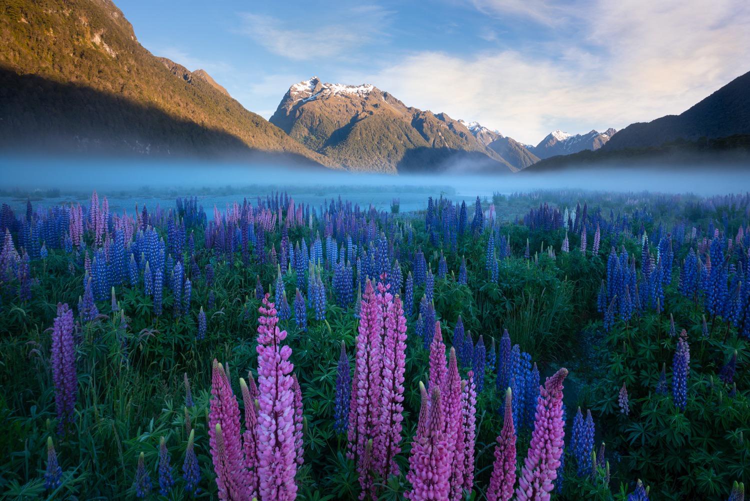 Summer in the South Island of New Zealand. This is Fiordland. {OC