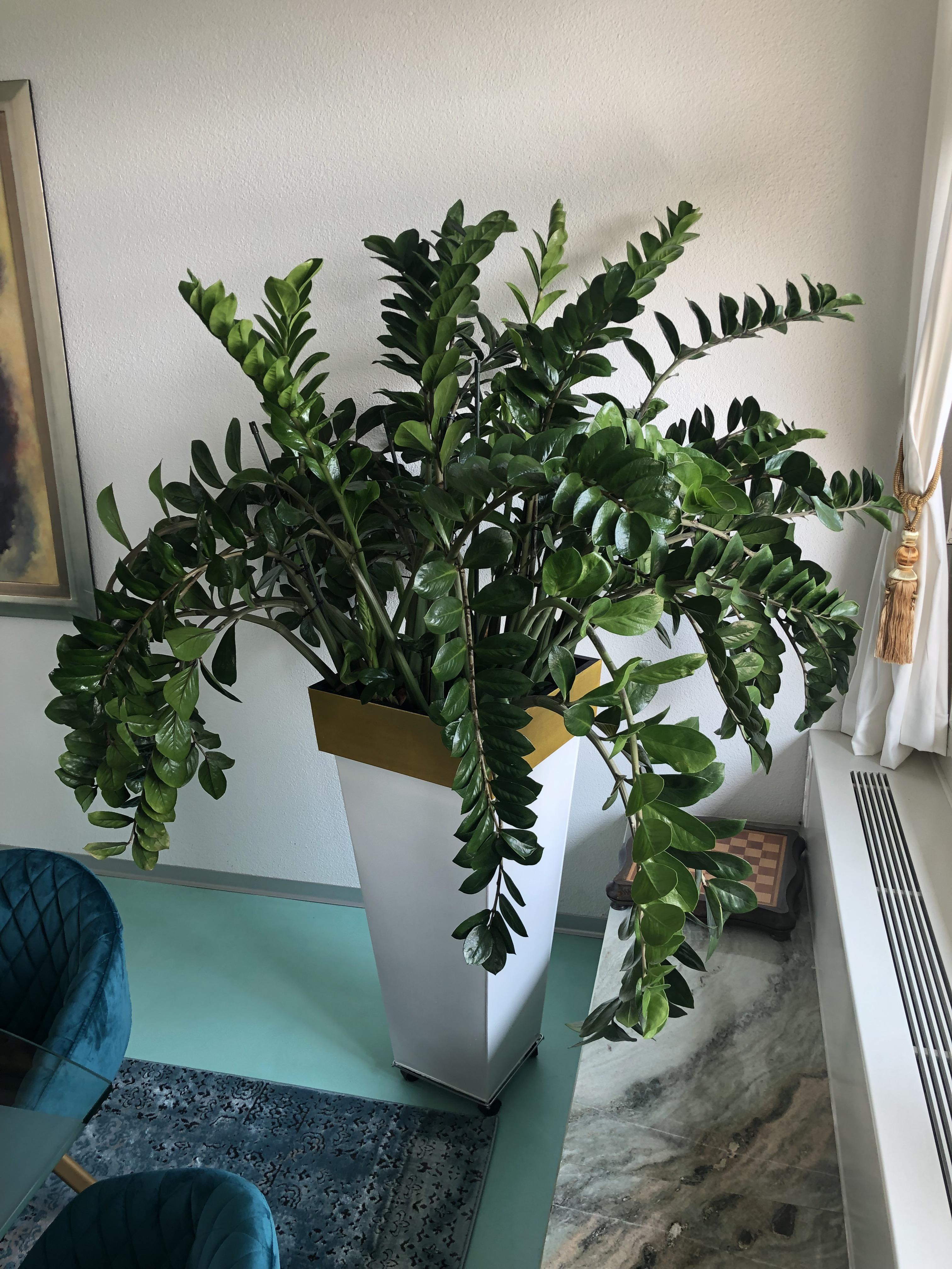 793 best Zz Plant images on Pholder Houseplants, Plantclinic and