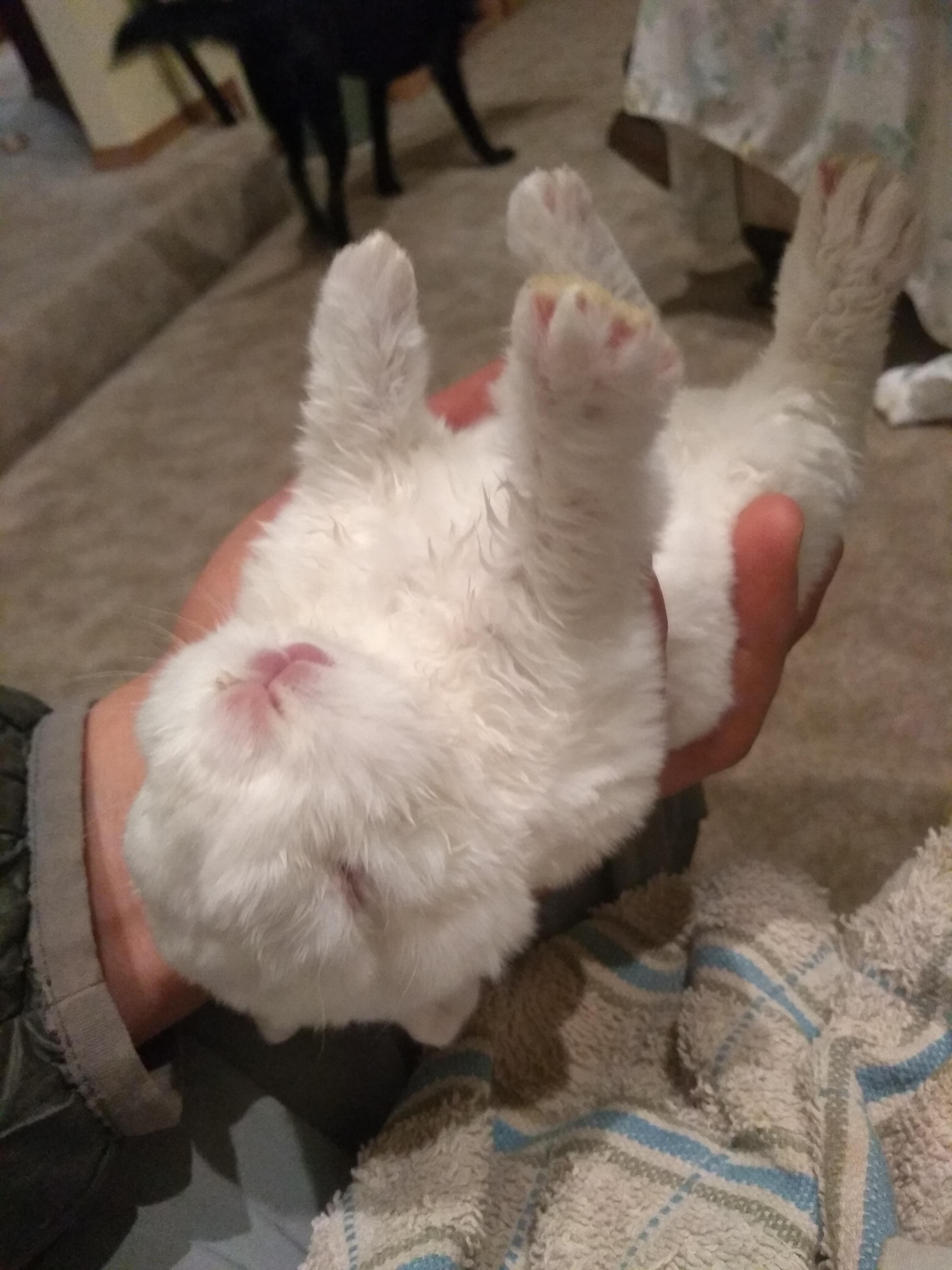 Nest box eye vs blindness more in comments r/MeatRabbitry