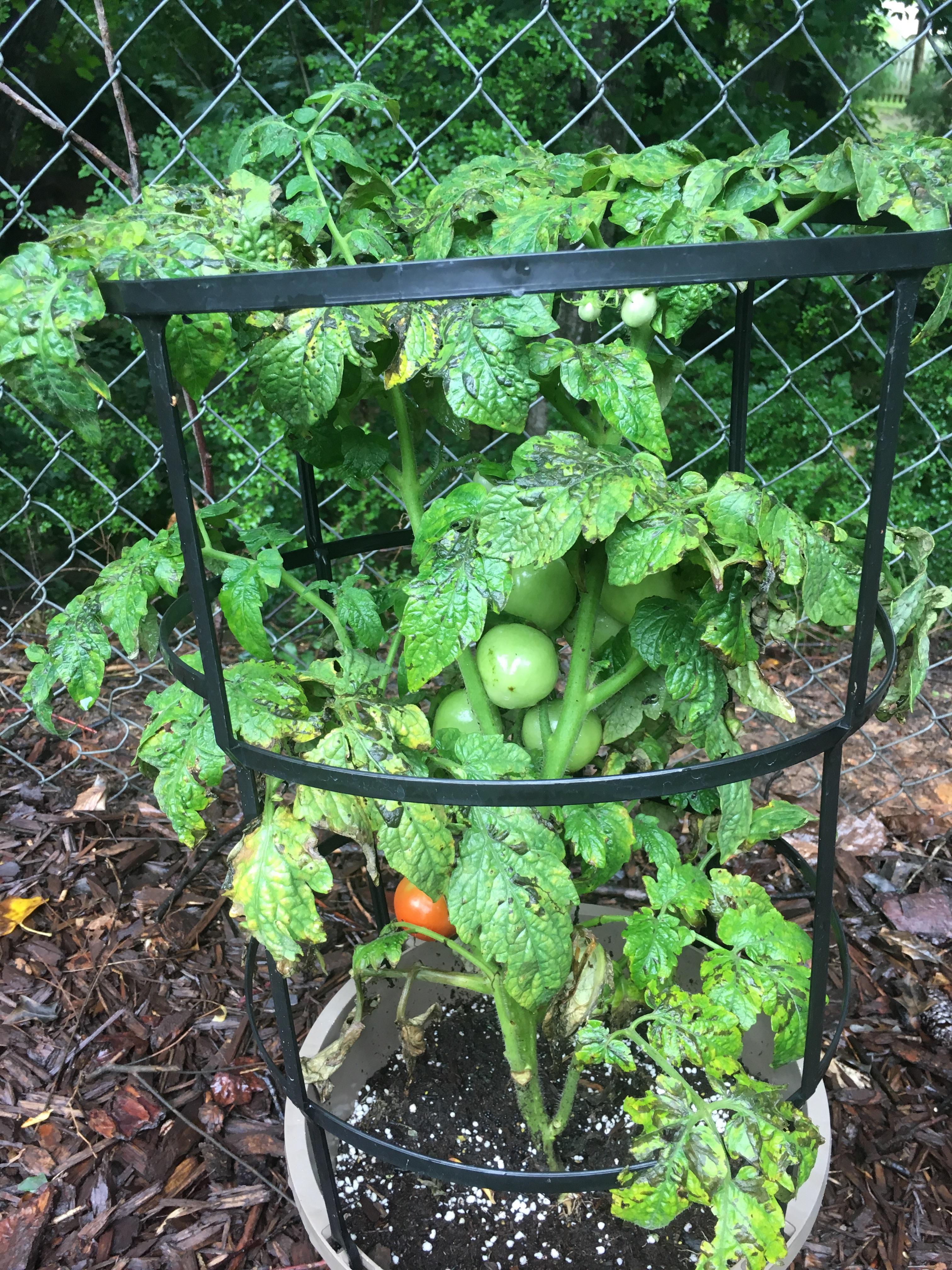 What's wrong with my tomatoes? Overwatering or not enough sun or both