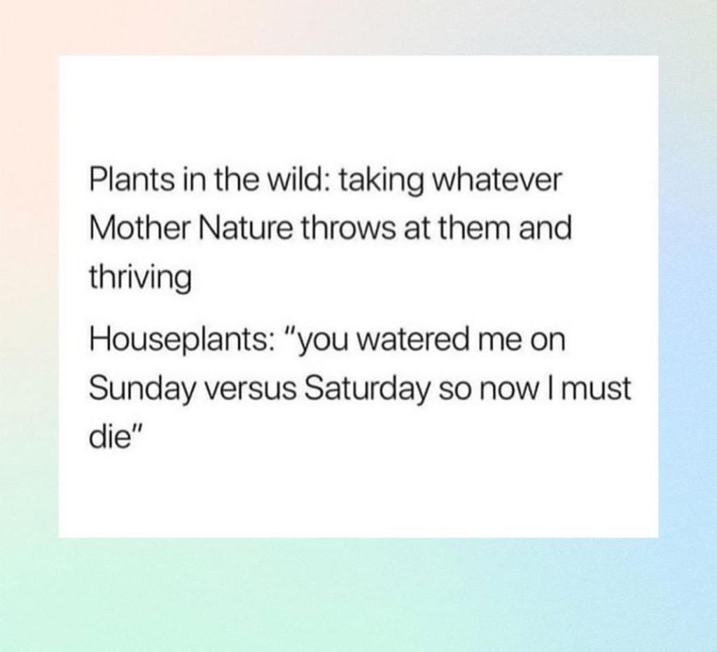 Plants in the wild vs. houseplants