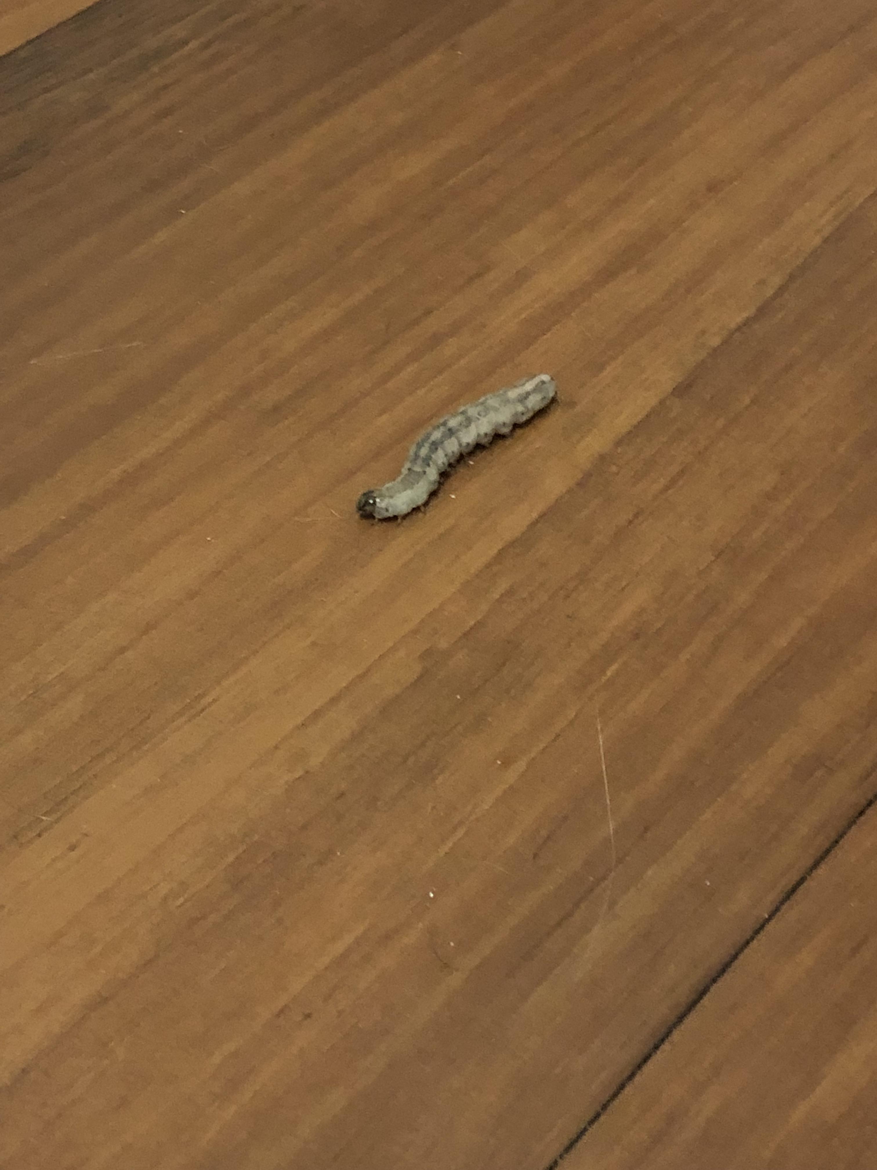 Arizona, In kitchen near fridge/trashcan, might be moth worm but am