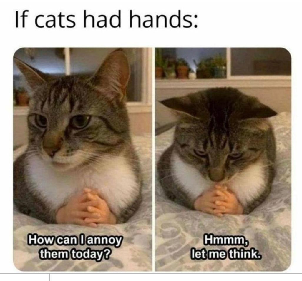If cats had hands 😺 r/MadeMeSmile