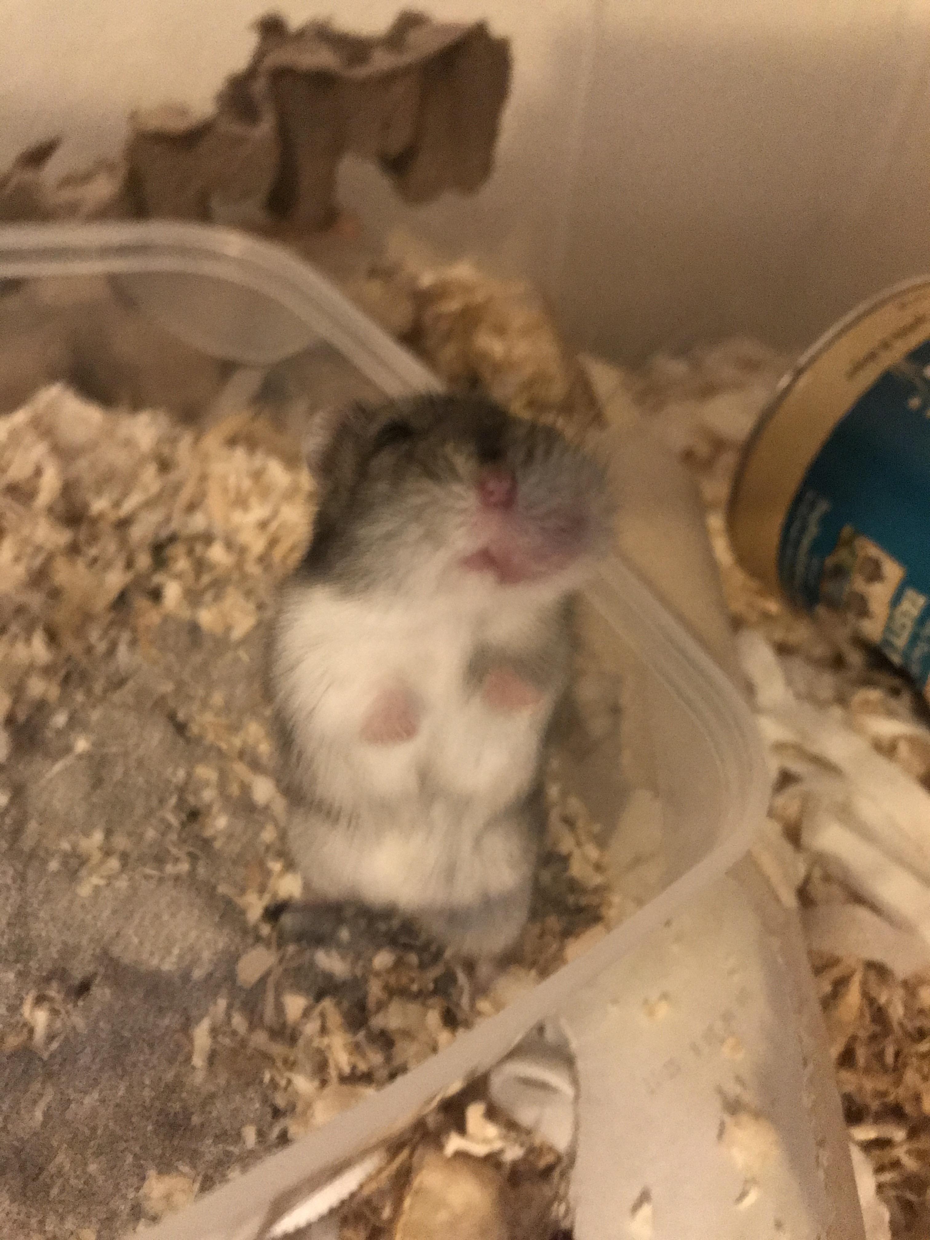 Does anyone know what this lump could be on my 1y/o male Russian dwarf