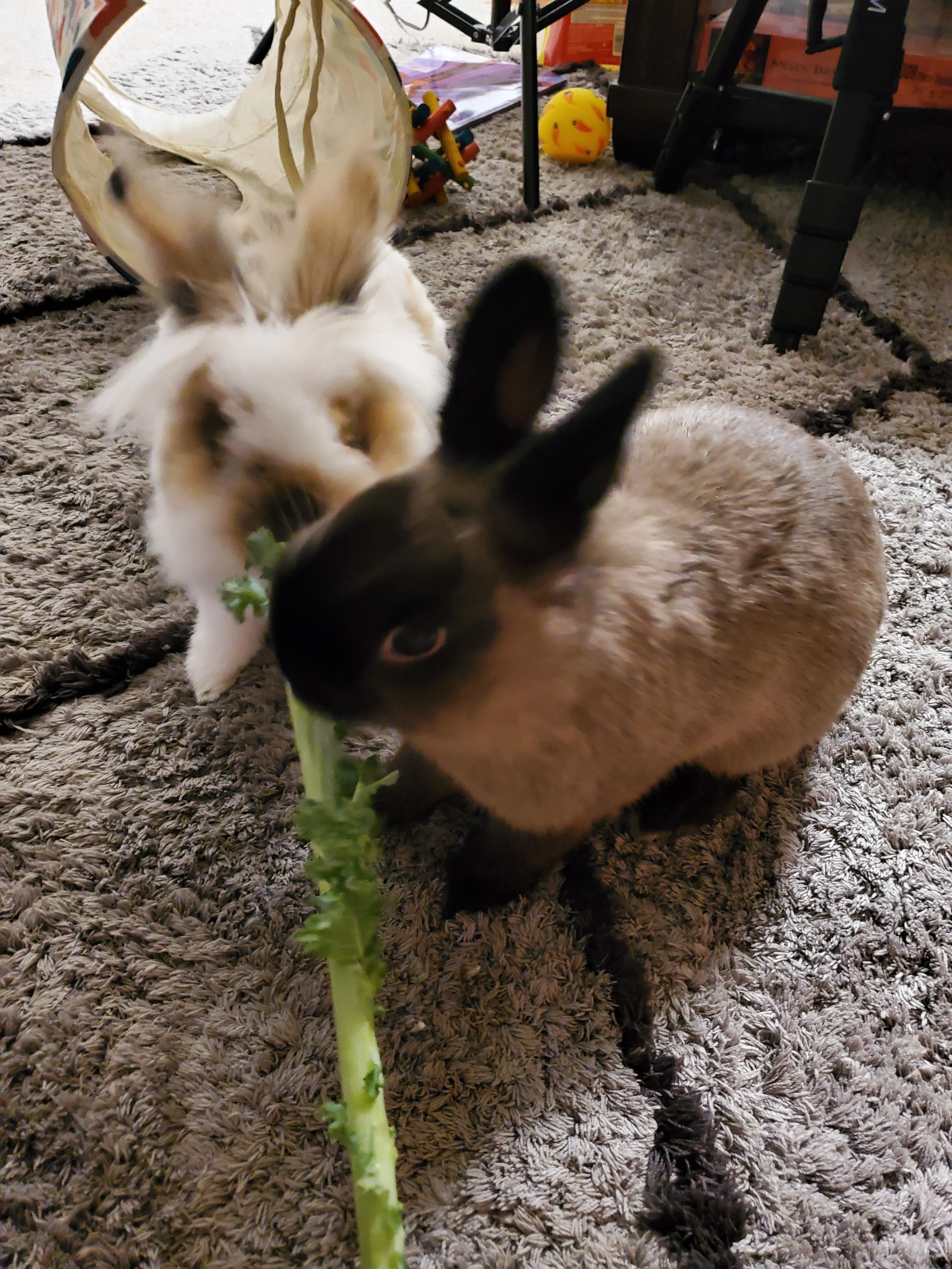 Enjoying our greens! r/Rabbits