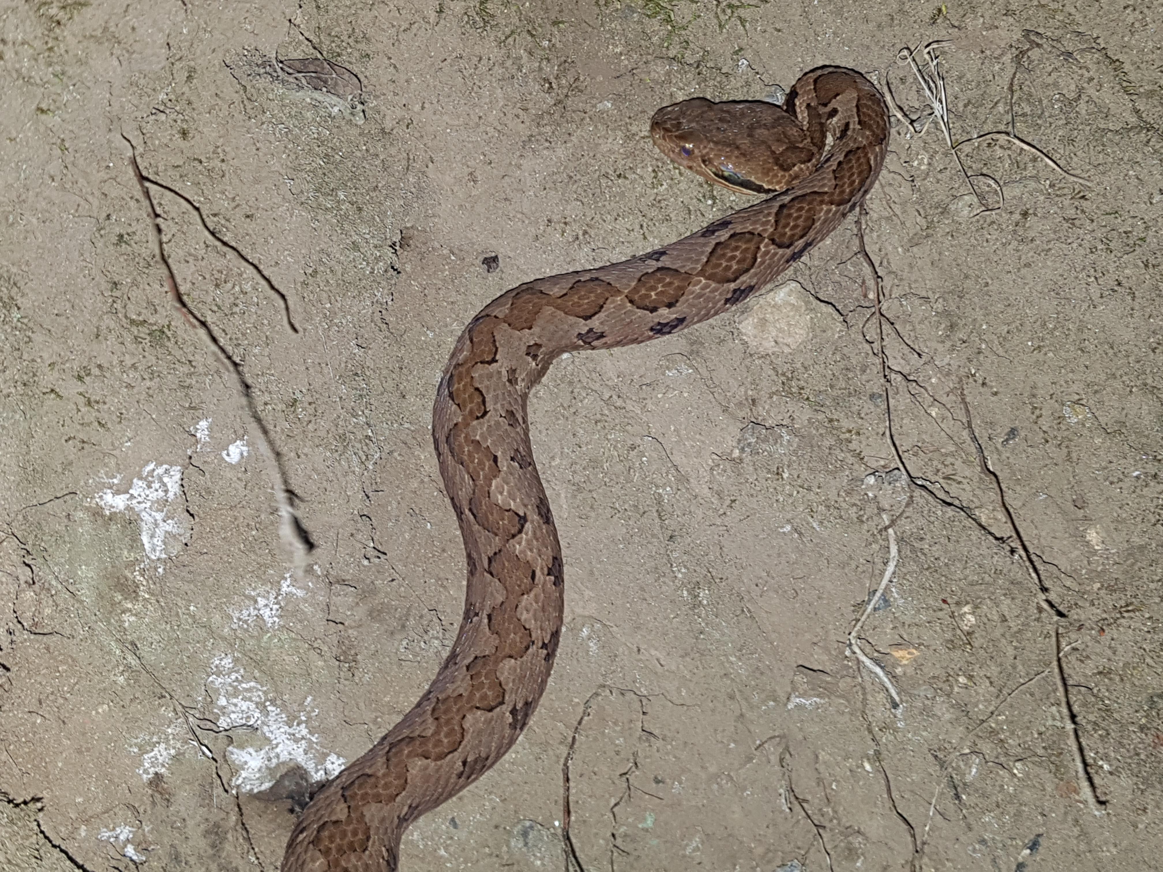 [El Salvador, Central America] Please help me id this snake. Size was