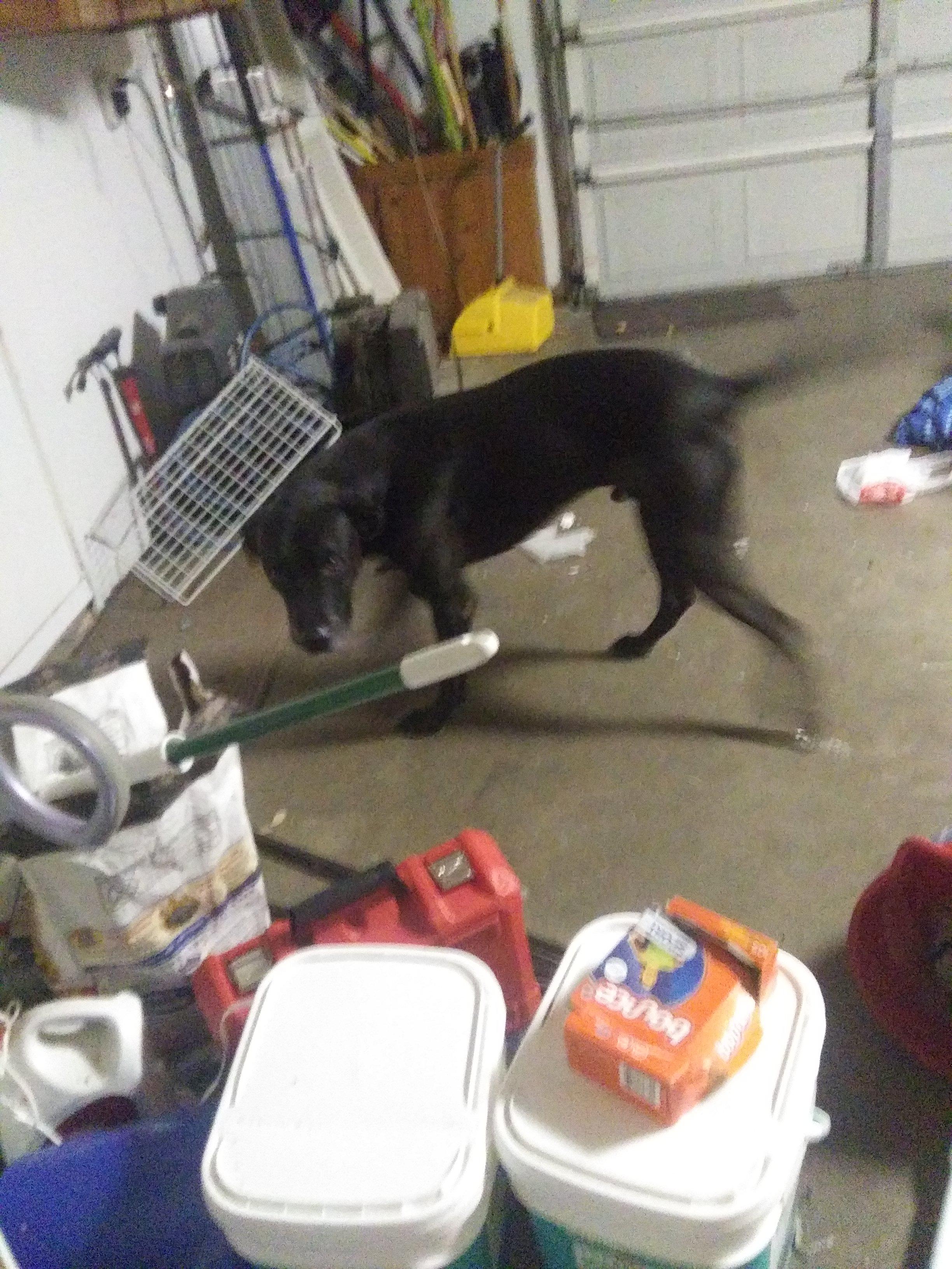 my dog ran away please help r/corpus