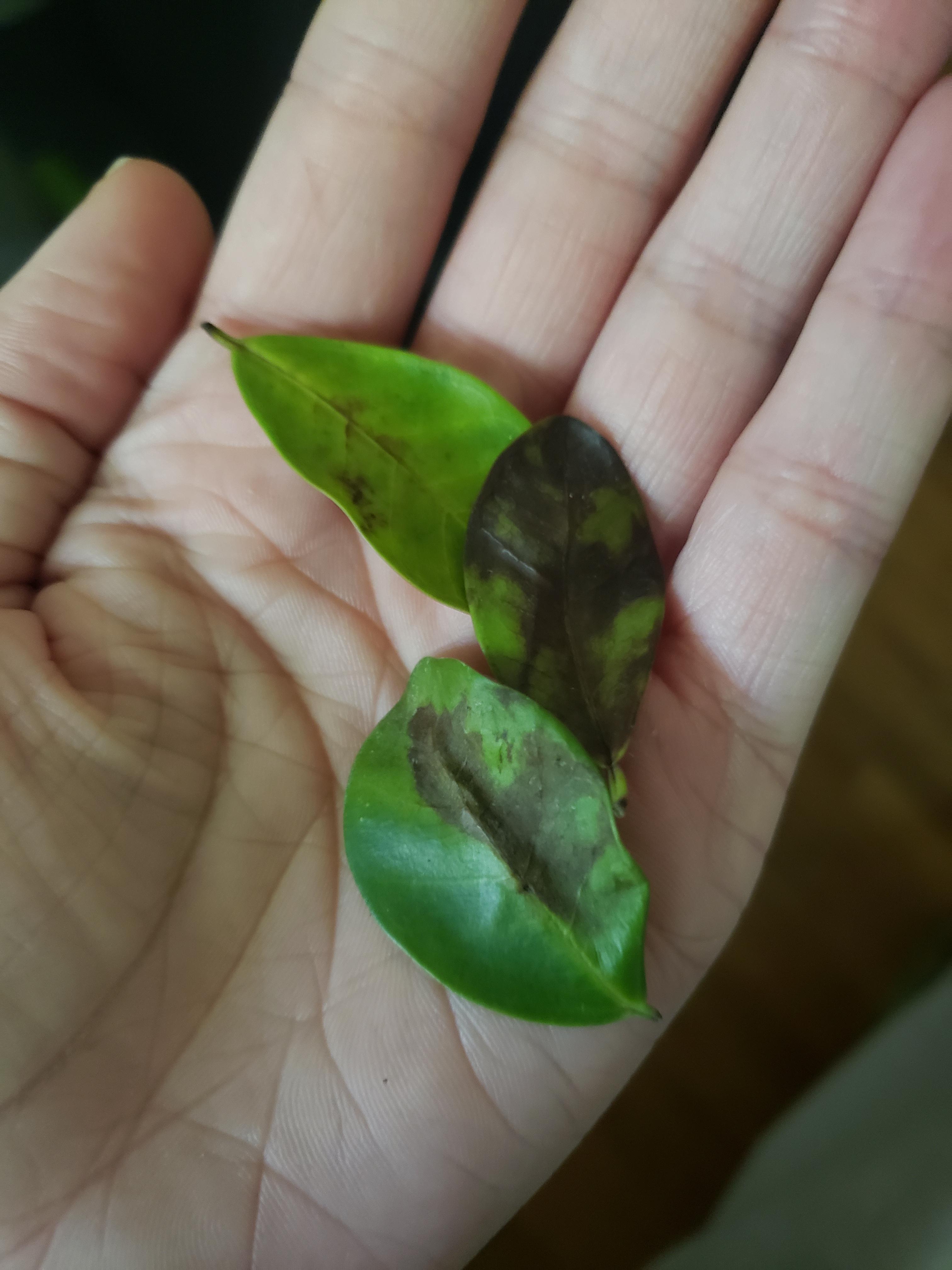 Ginseng Ficus Bonsai leaves are this color and falling off. What's