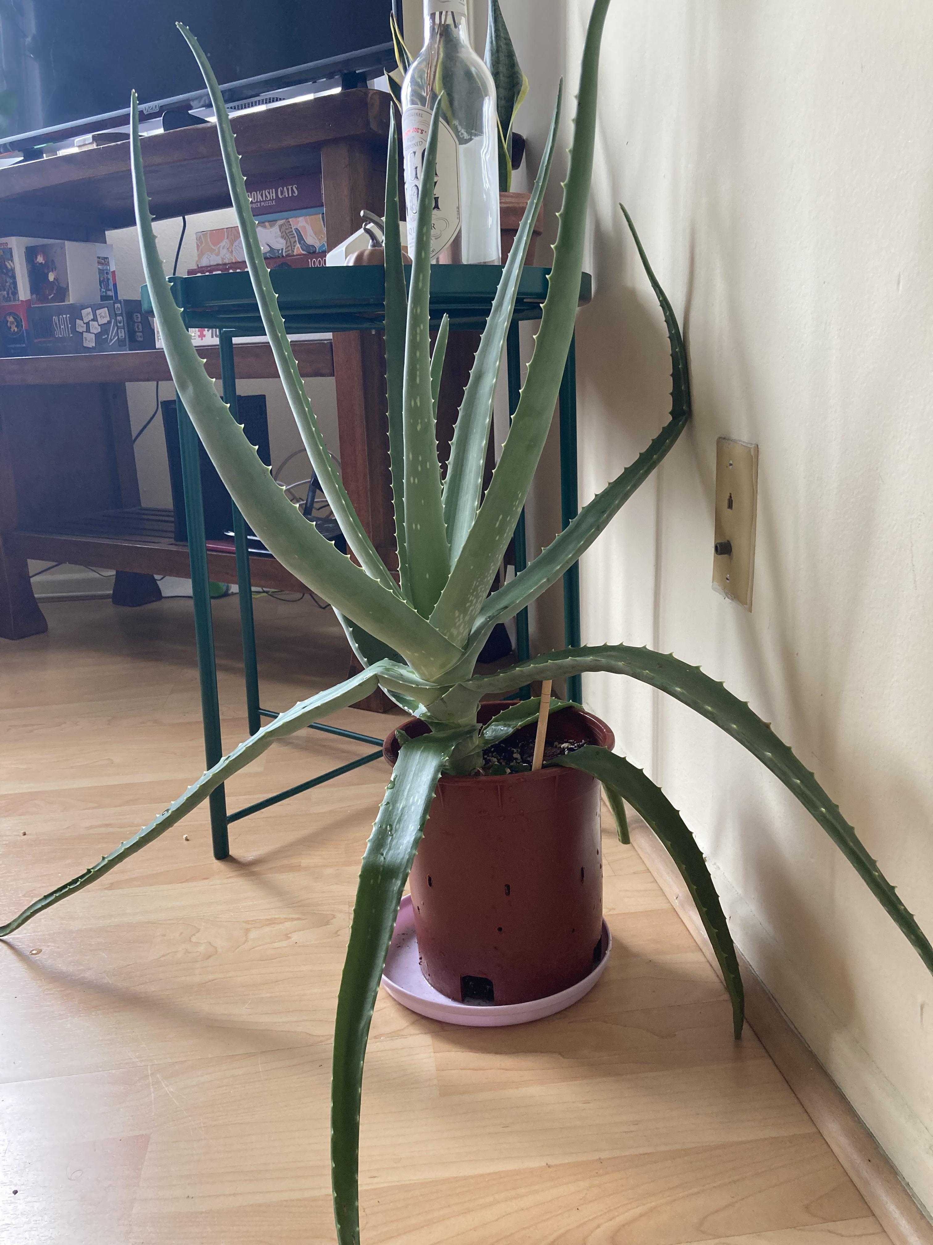 Aloe getting really tall and top heavy, should I repot it? Last