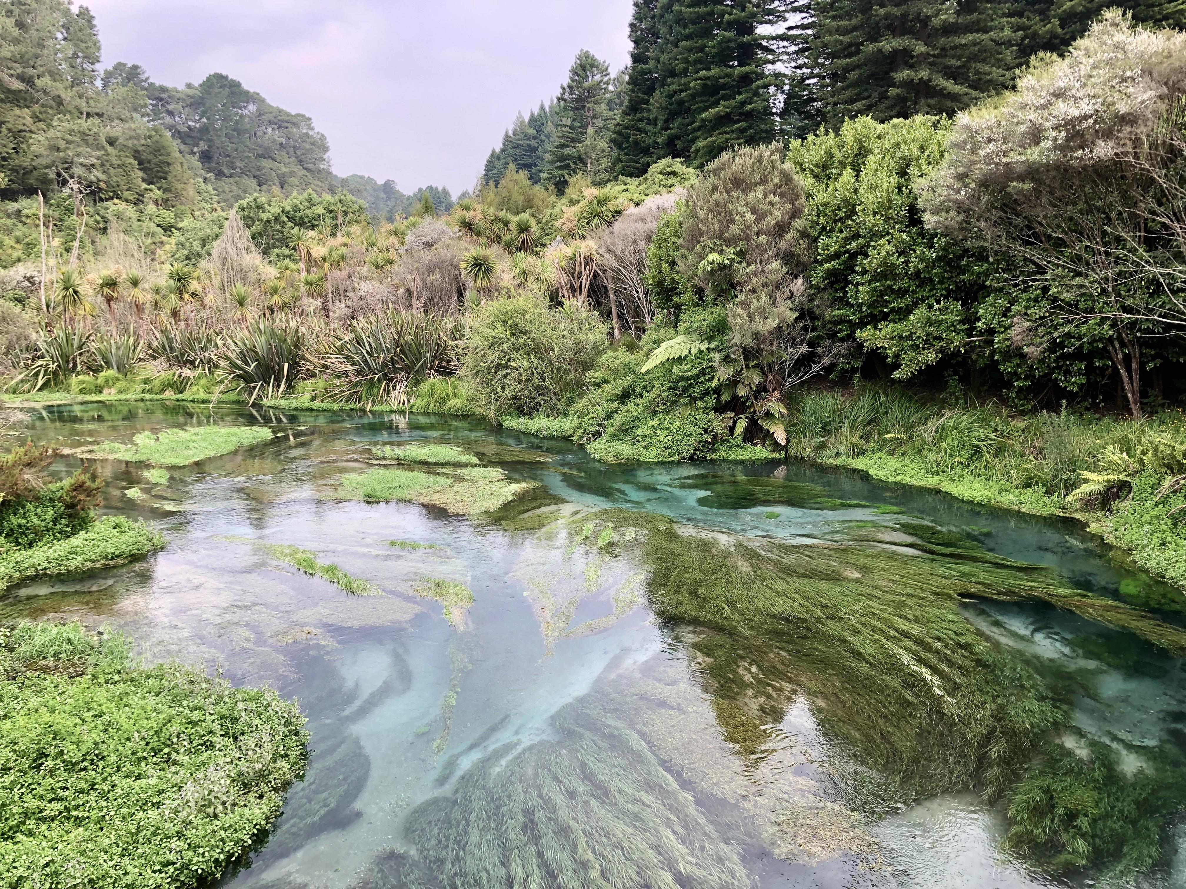 Amazing clear stream in Putaruru, NZ r/MostBeautiful