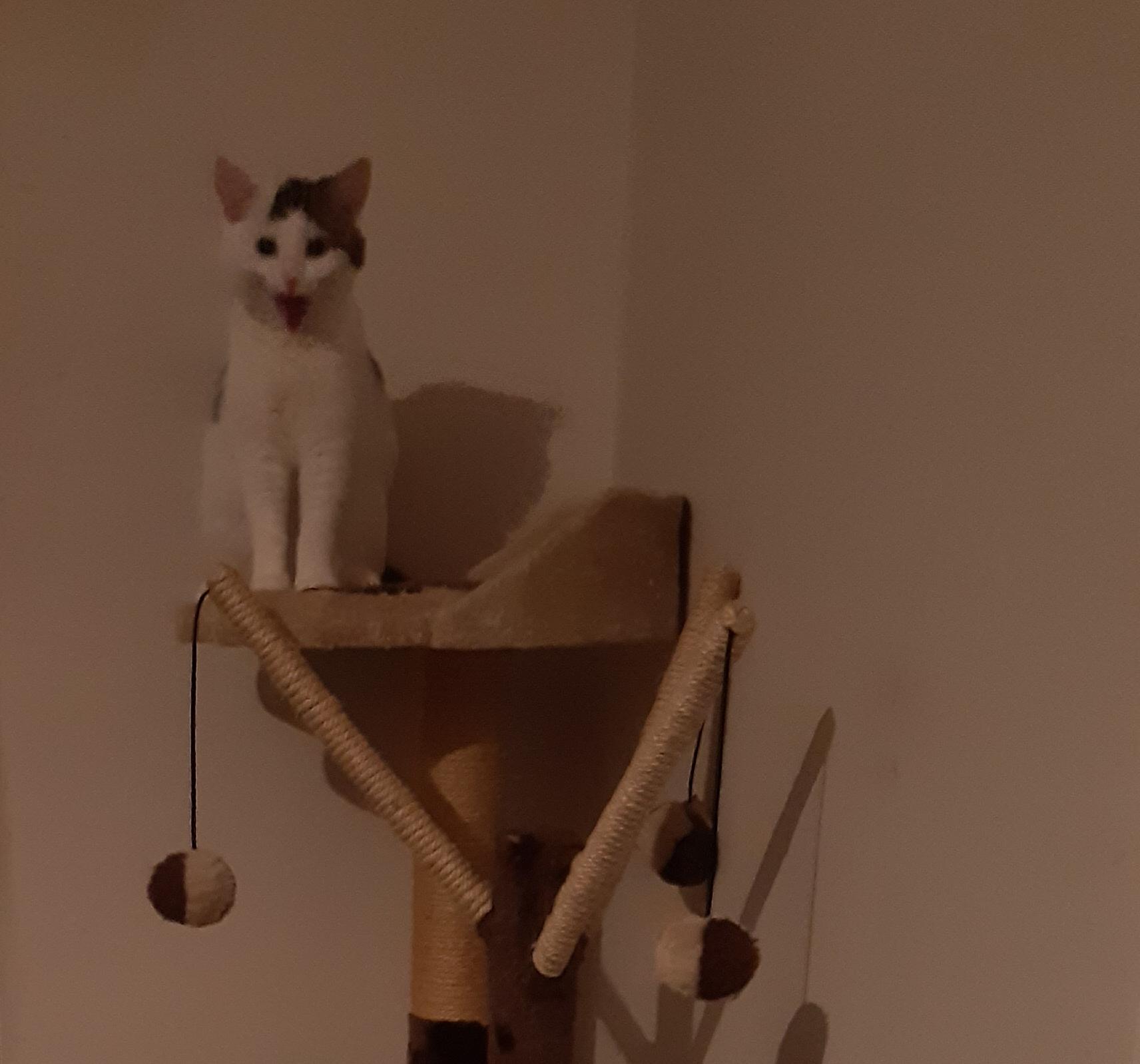 When you tell the cat Brexit could cause wet food shortages. If every